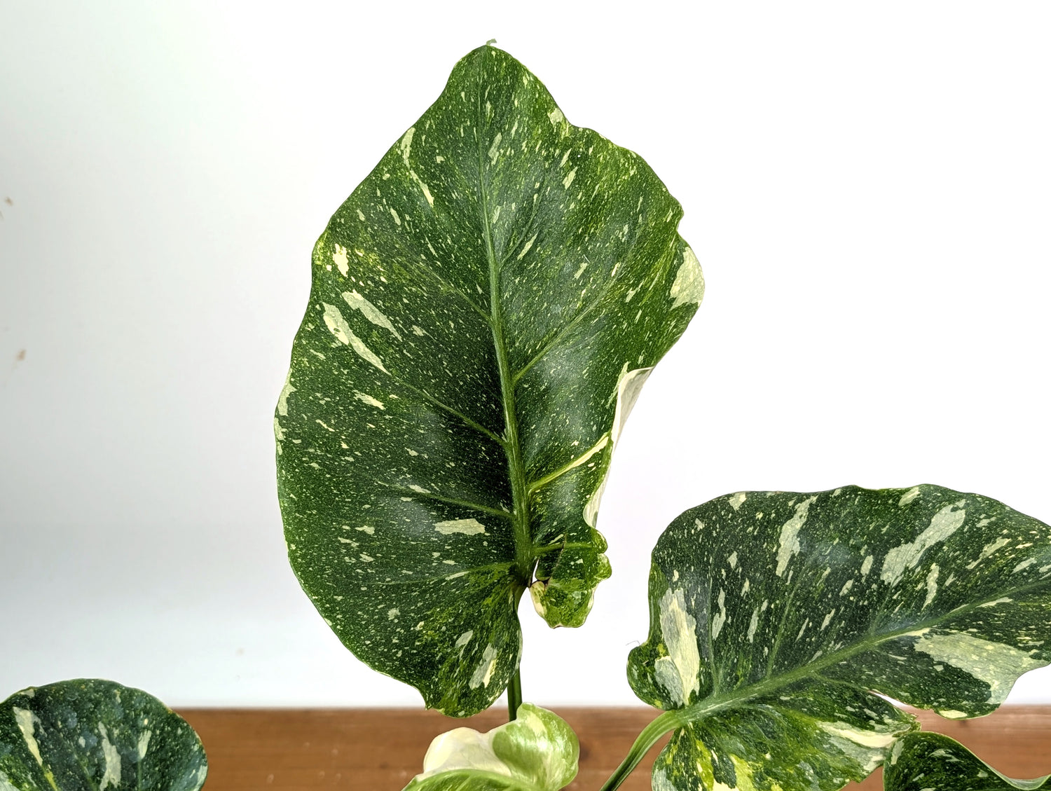 Monstera Thai Constellation Mutant Tricolor Expression Ruffled Leaves Exact Plant