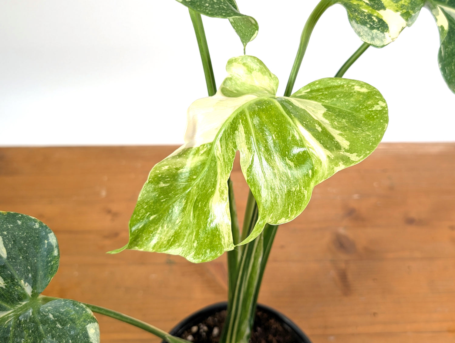 Monstera Thai Constellation Mutant Tricolor Expression Ruffled Leaves Exact Plant