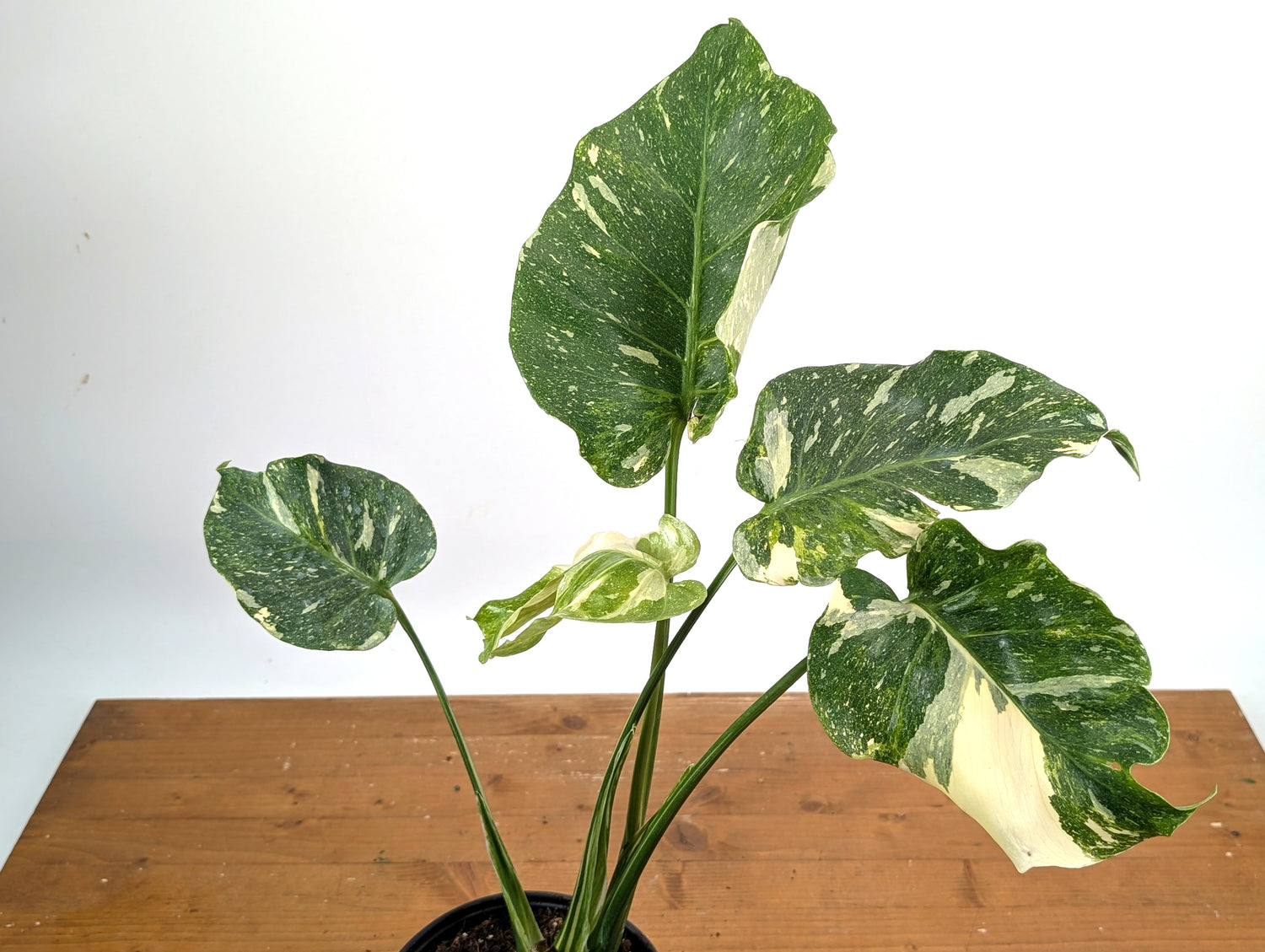 Monstera Thai Constellation Mutant Tricolor Expression Ruffled Leaves Exact Plant