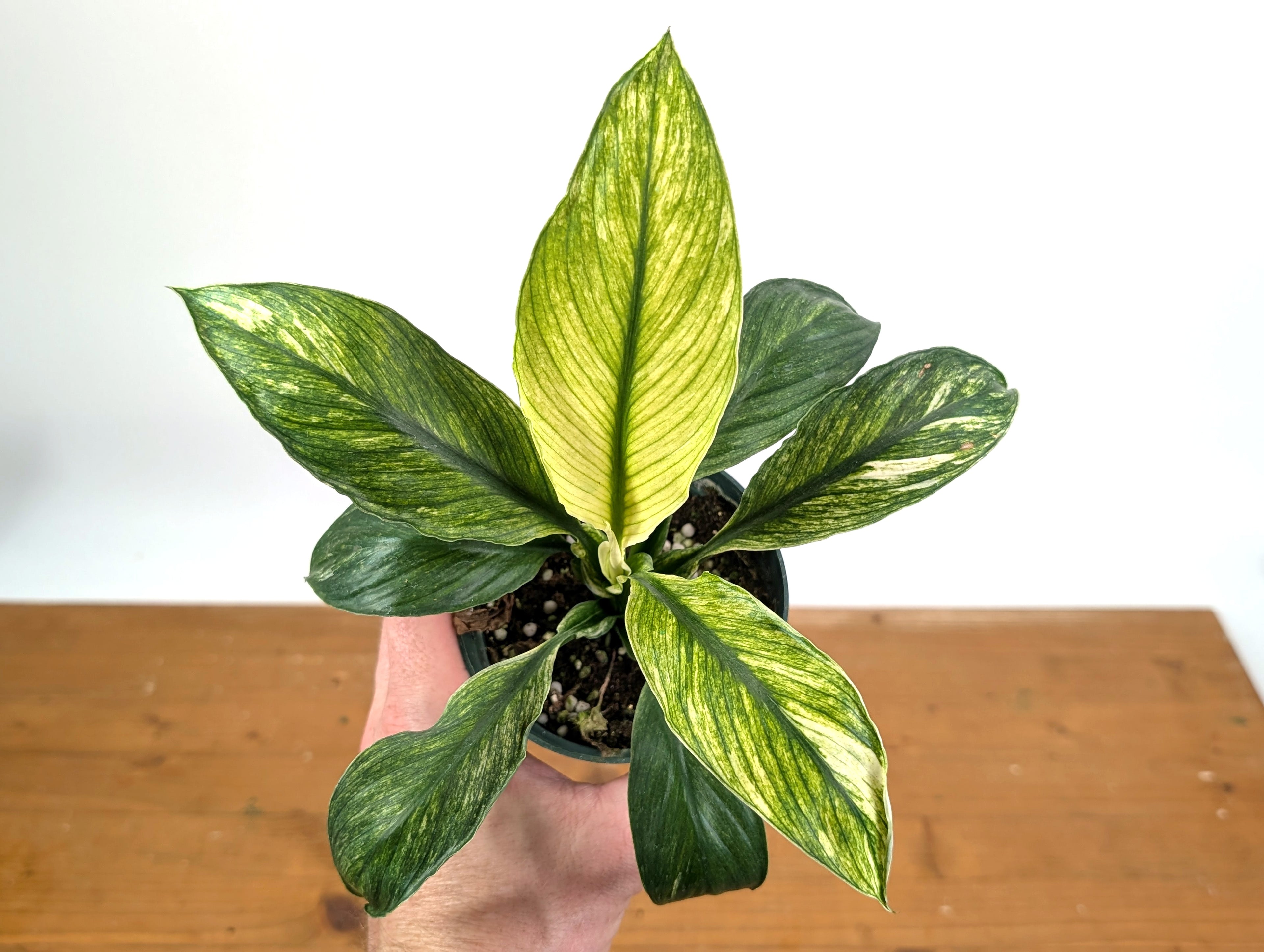 Spathiphyllum Sensation Mint