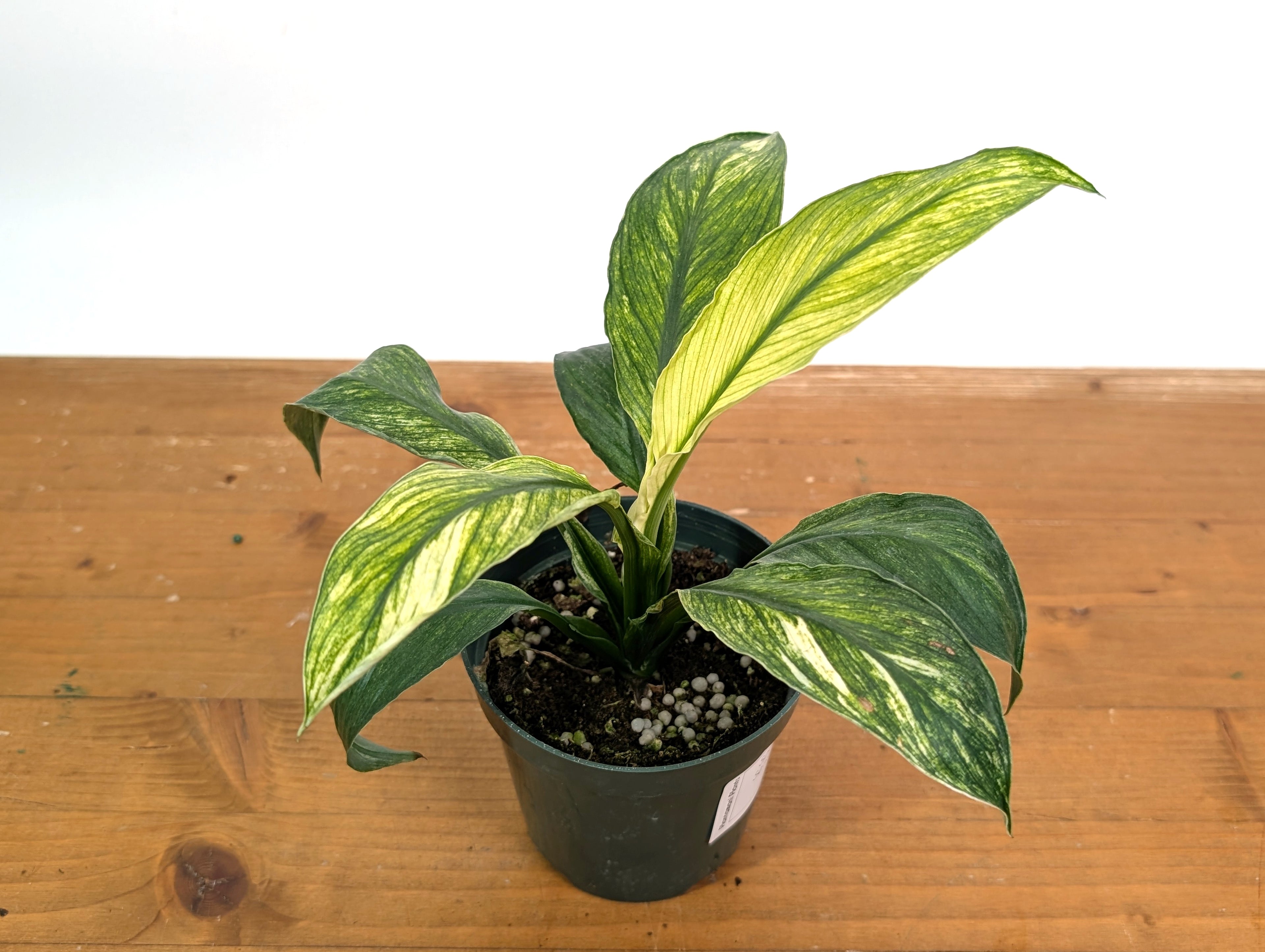 Spathiphyllum Sensation Mint