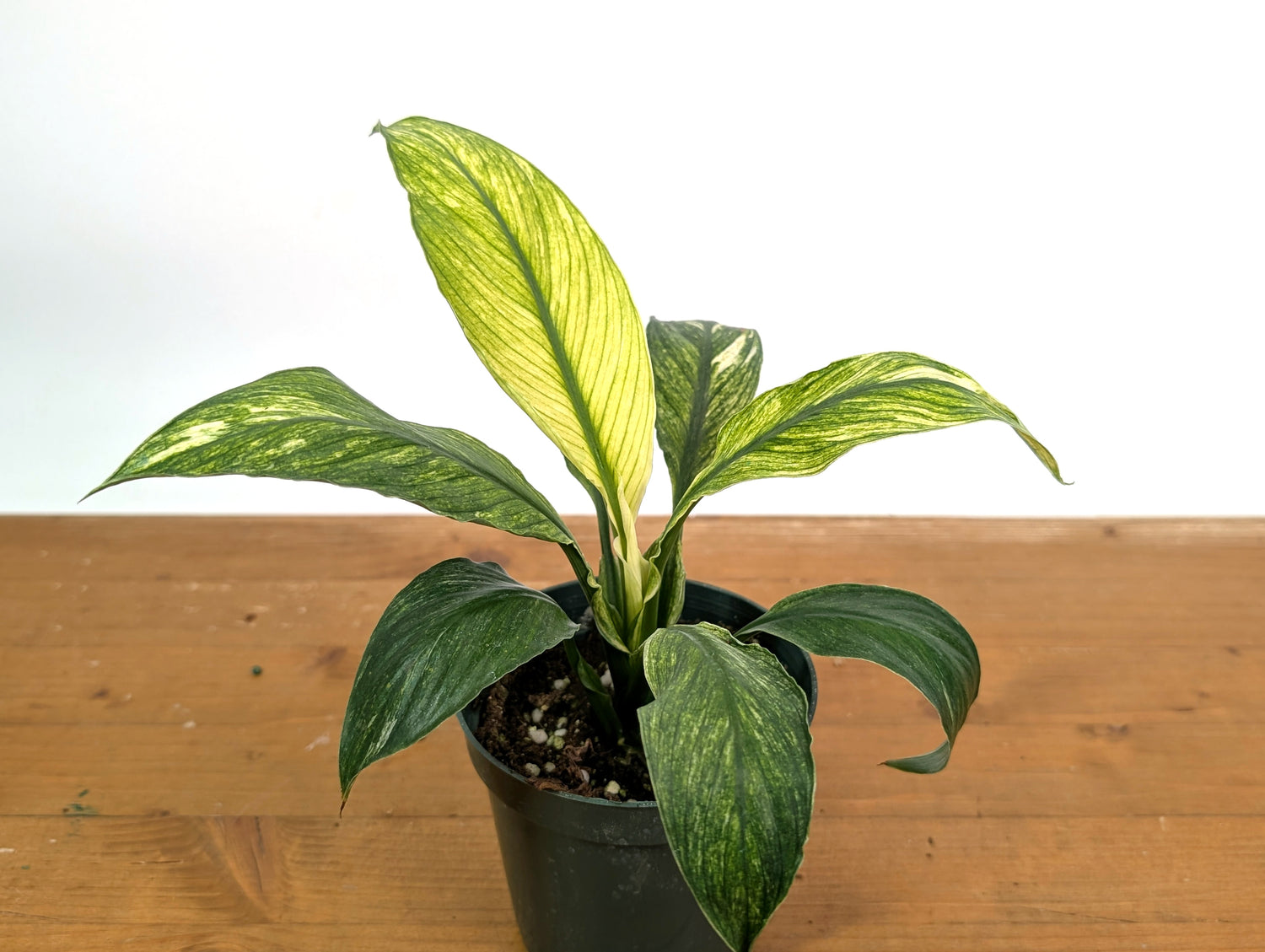 Spathiphyllum Sensation Mint
