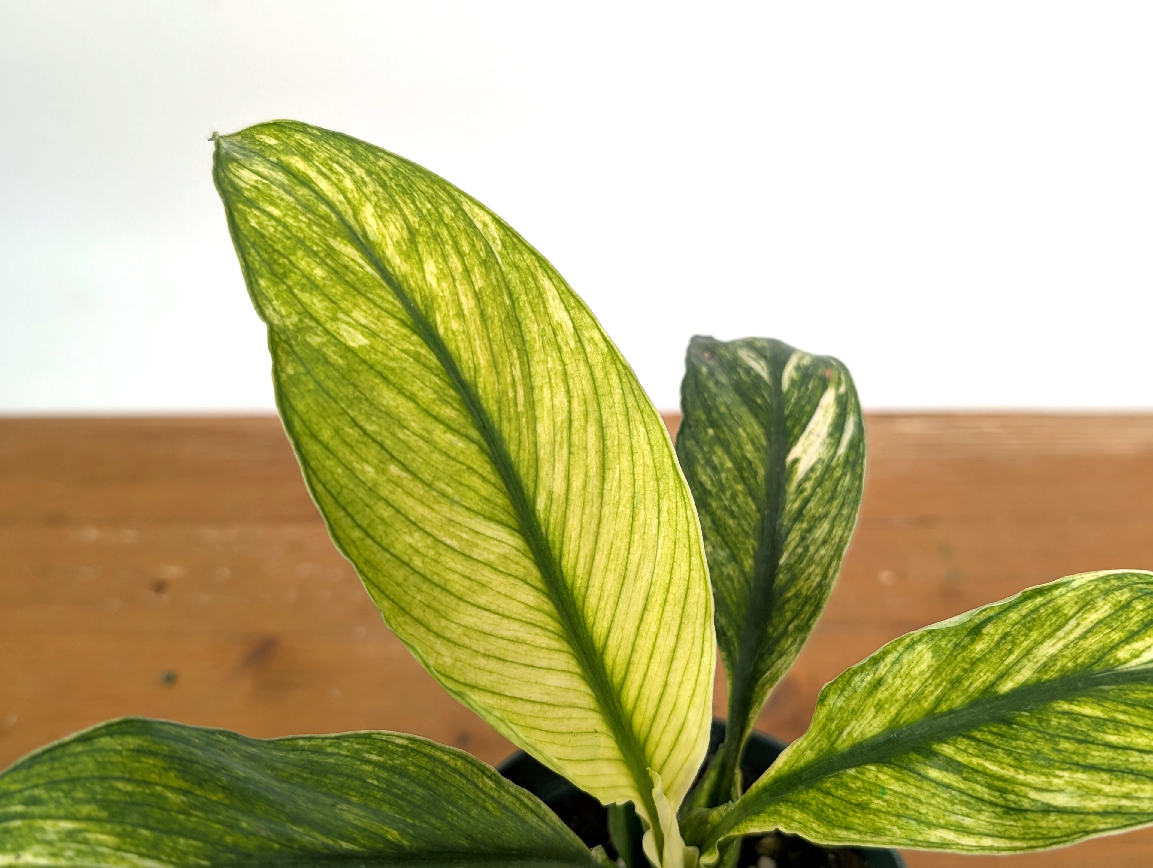 Spathiphyllum Sensation Mint