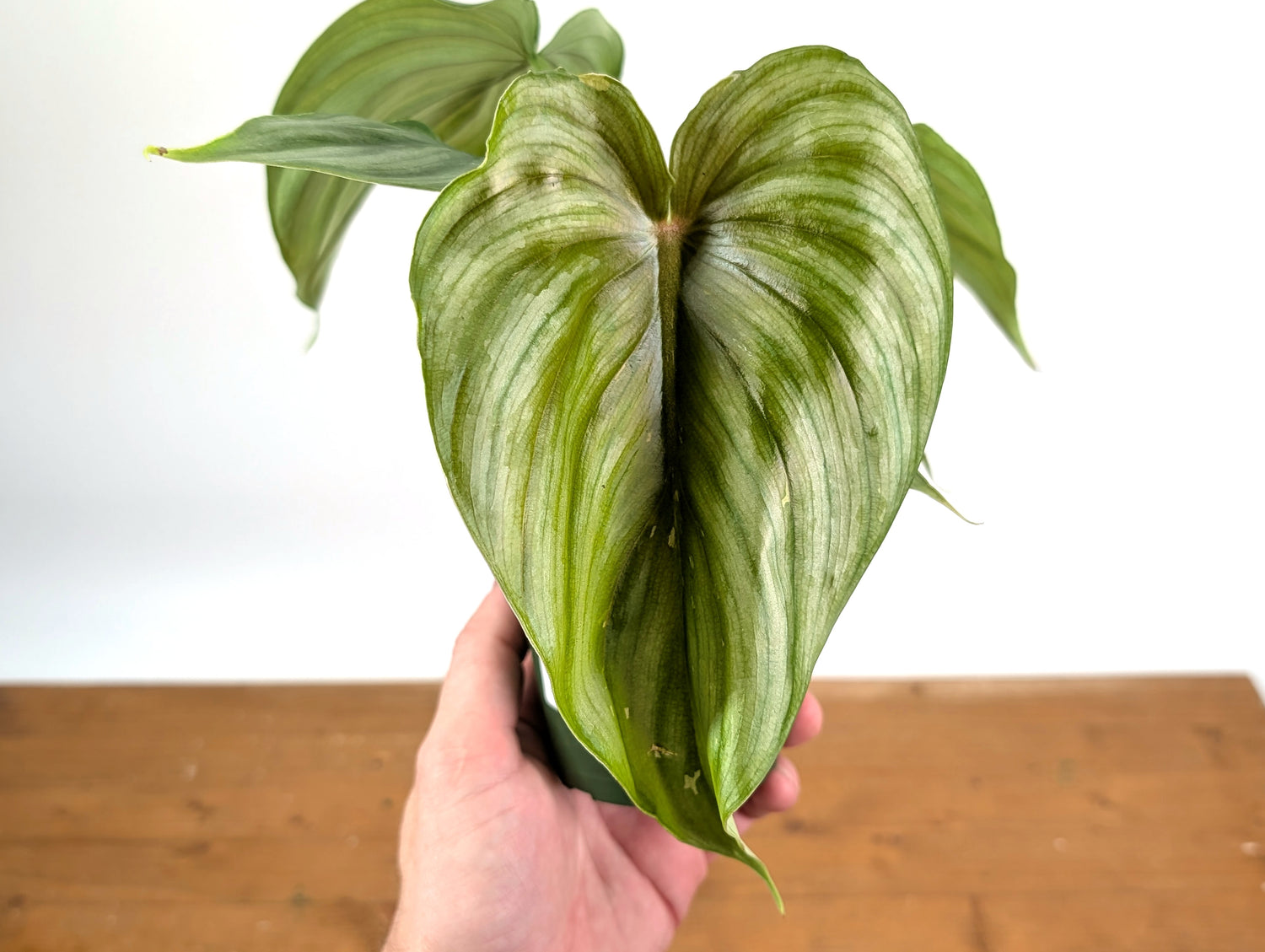 Philodendron Pastazanum x Plowmanii
