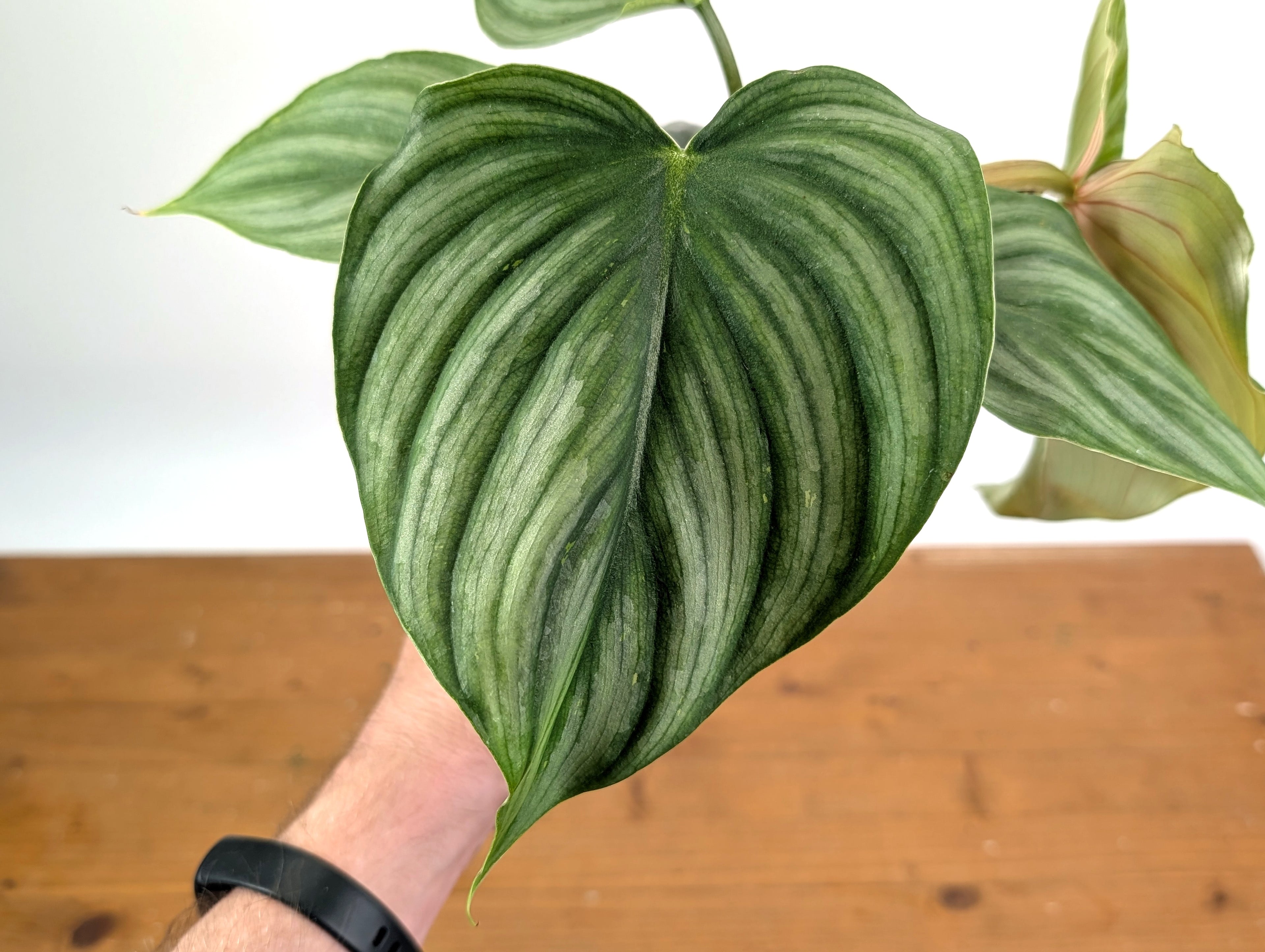 Philodendron Pastazanum x Plowmanii