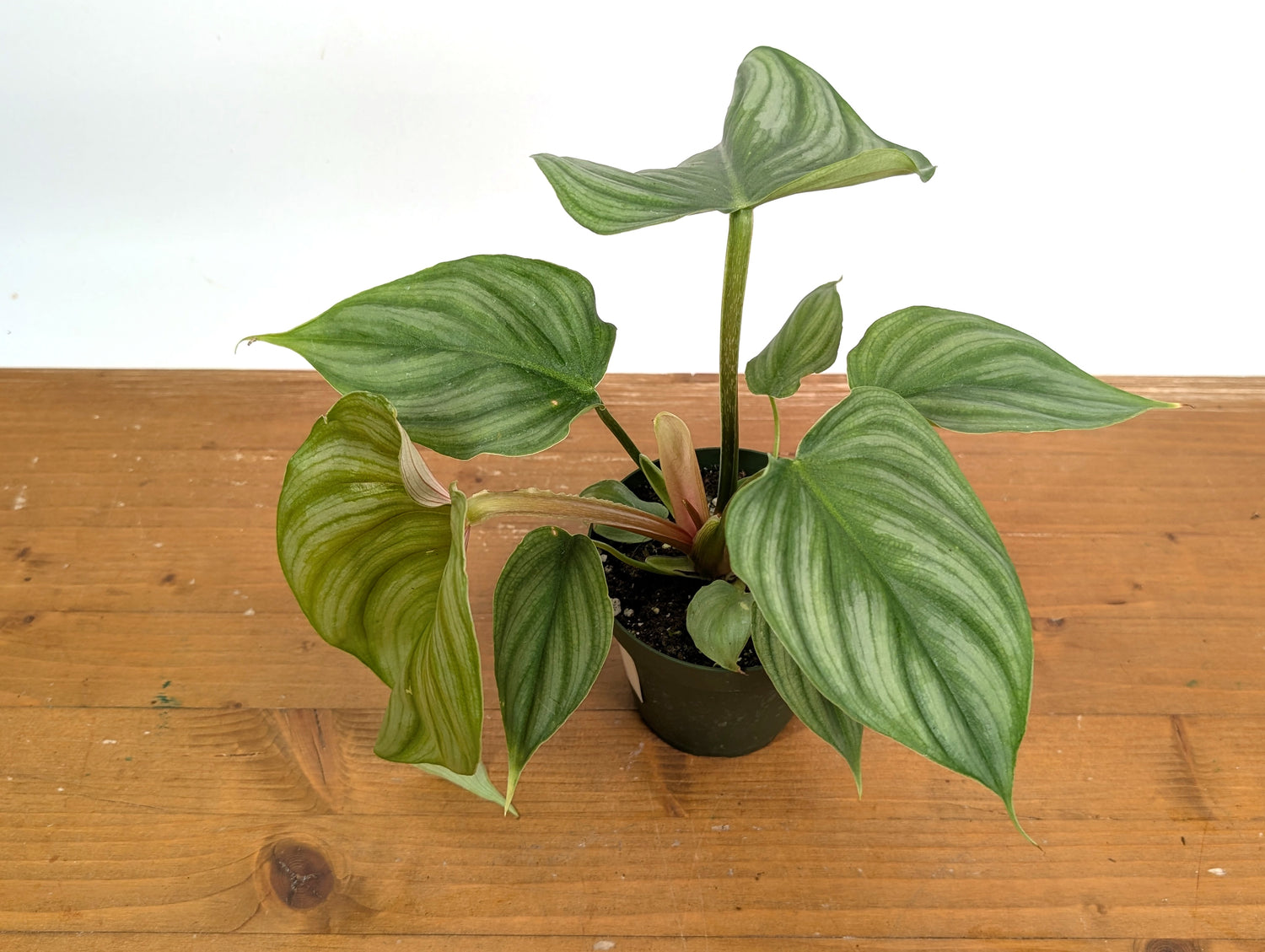 Philodendron Pastazanum x Plowmanii