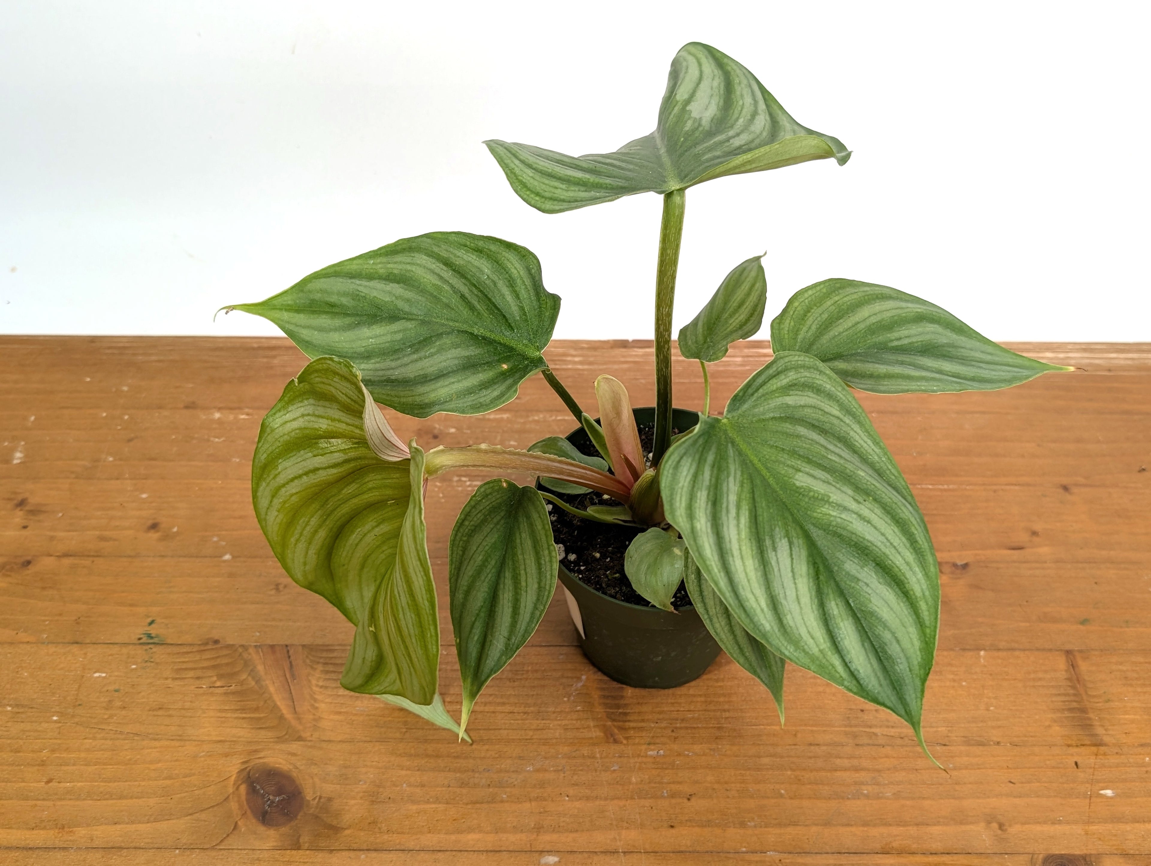 Philodendron Pastazanum x Plowmanii