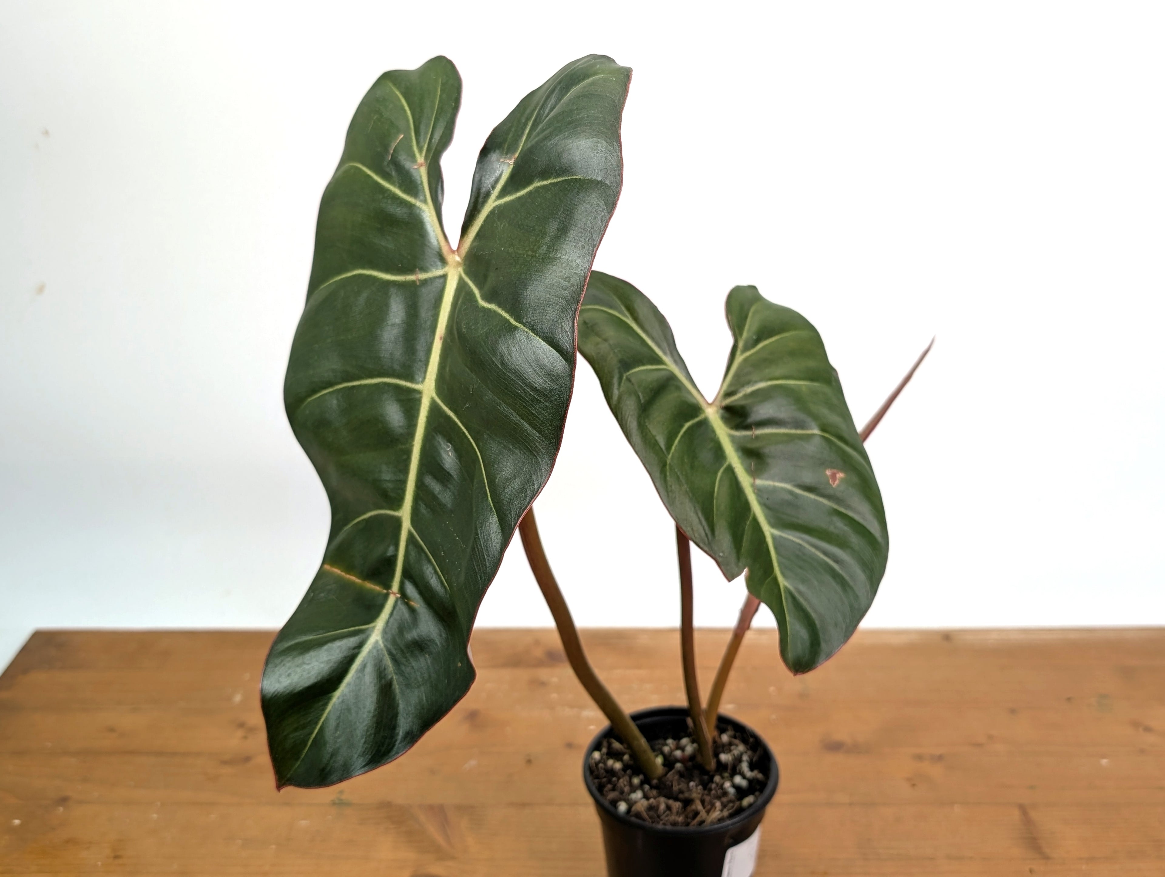 Philodendron Billietiae x Gloriosum - Exact Plant in