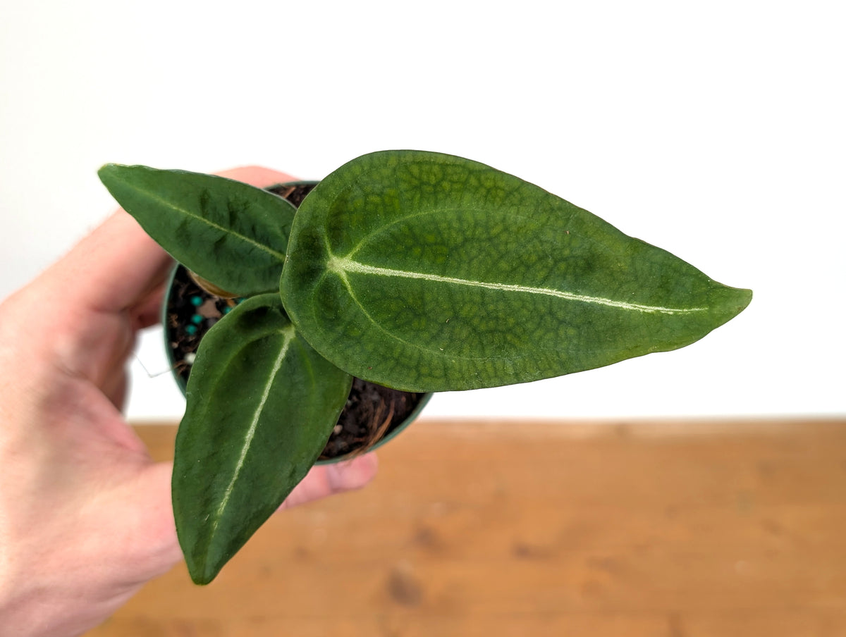 Anthurium Forgetii