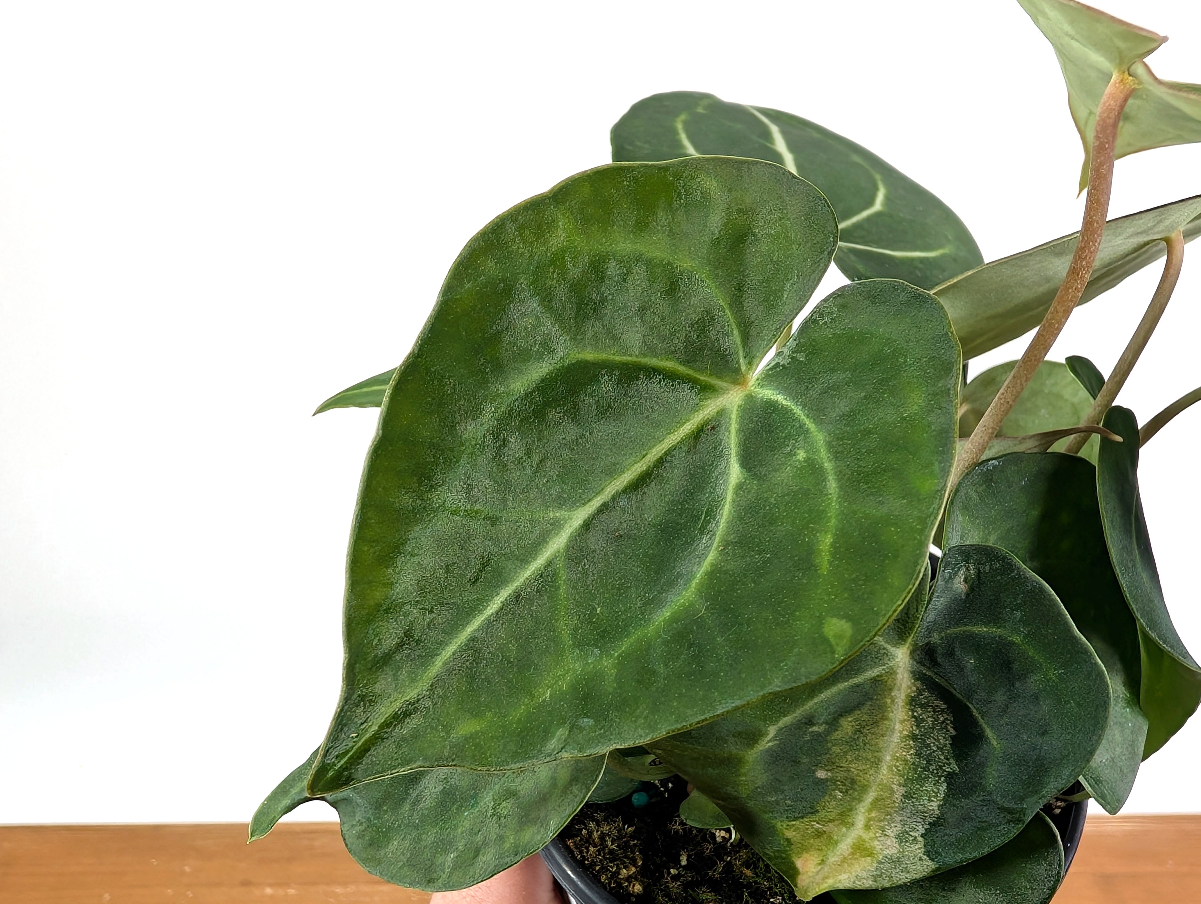 Anthurium Clarinervium Variegated Exact Plant