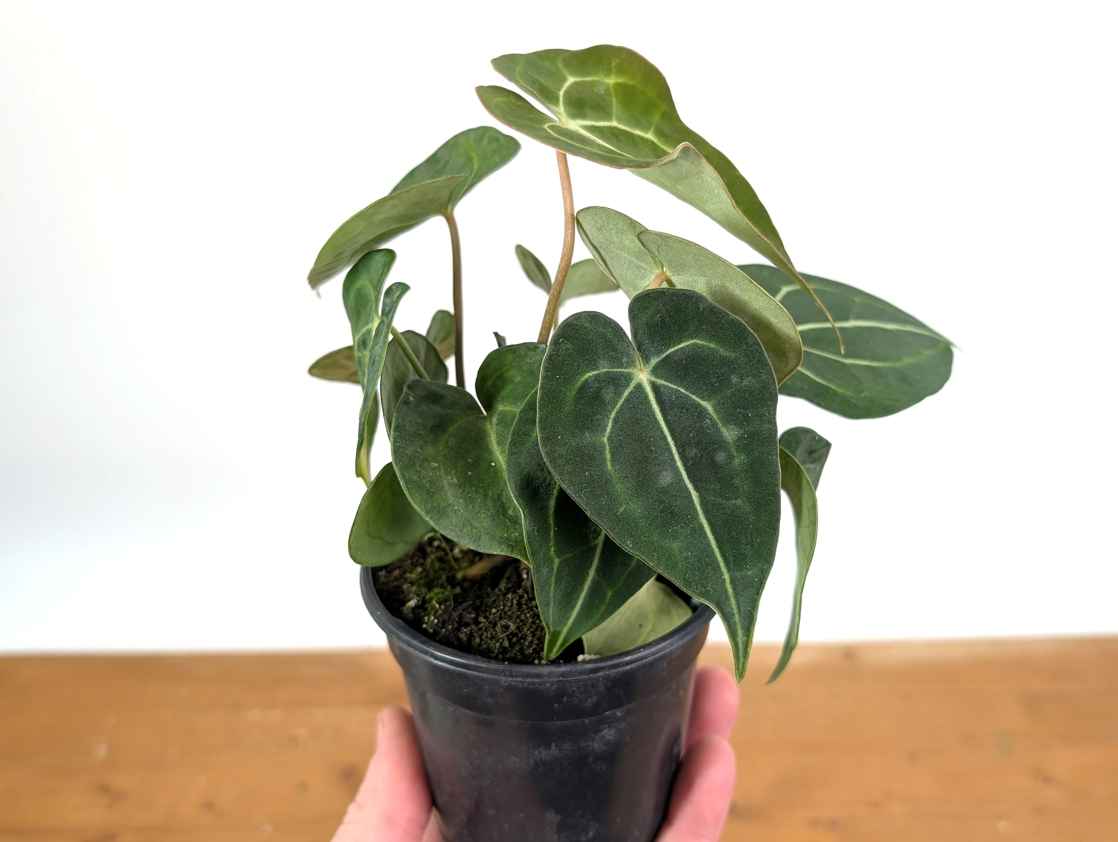 Anthurium Clarinervium Variegated Exact Plant
