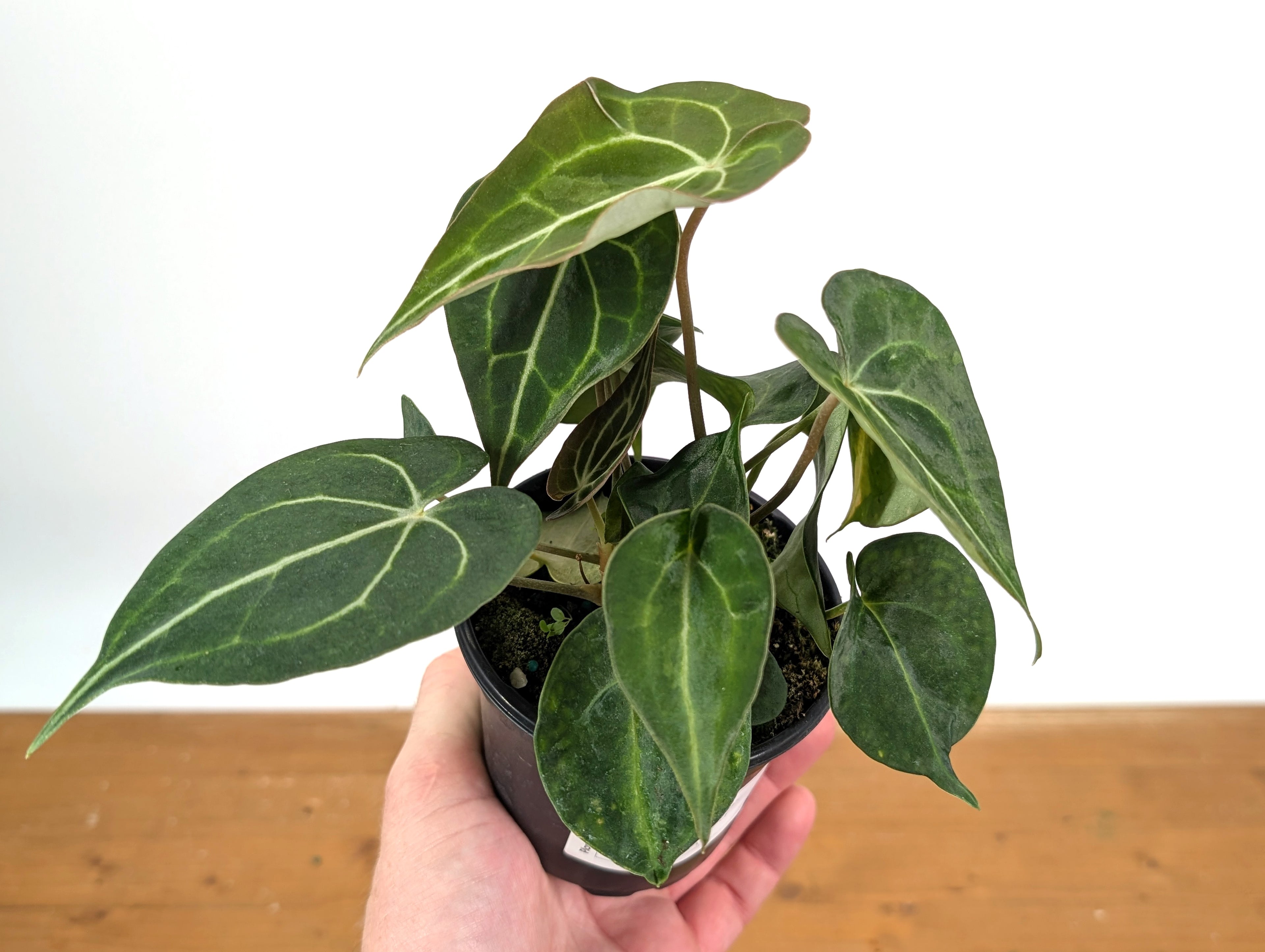 Anthurium Clarinervium Variegated Exact Plant