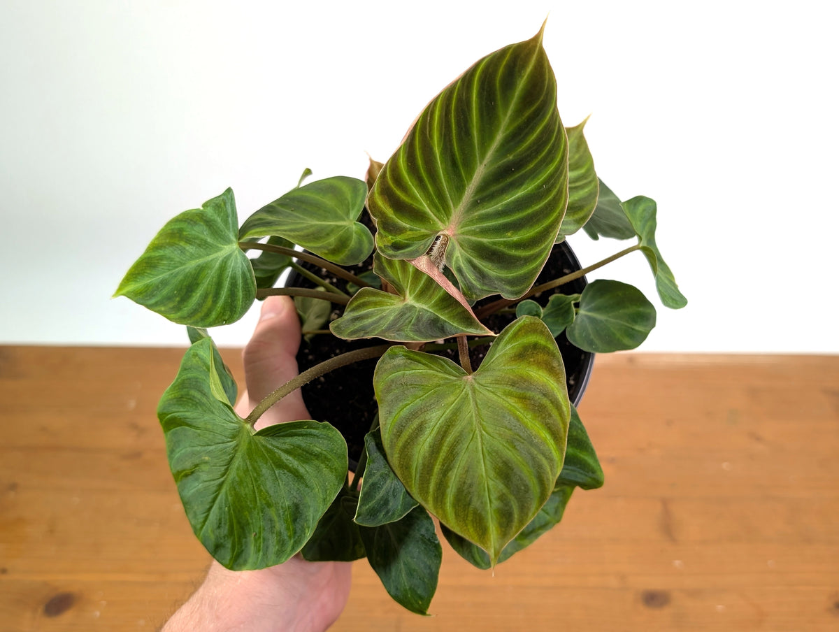 Philodendron Verrucosum 'Incensi'