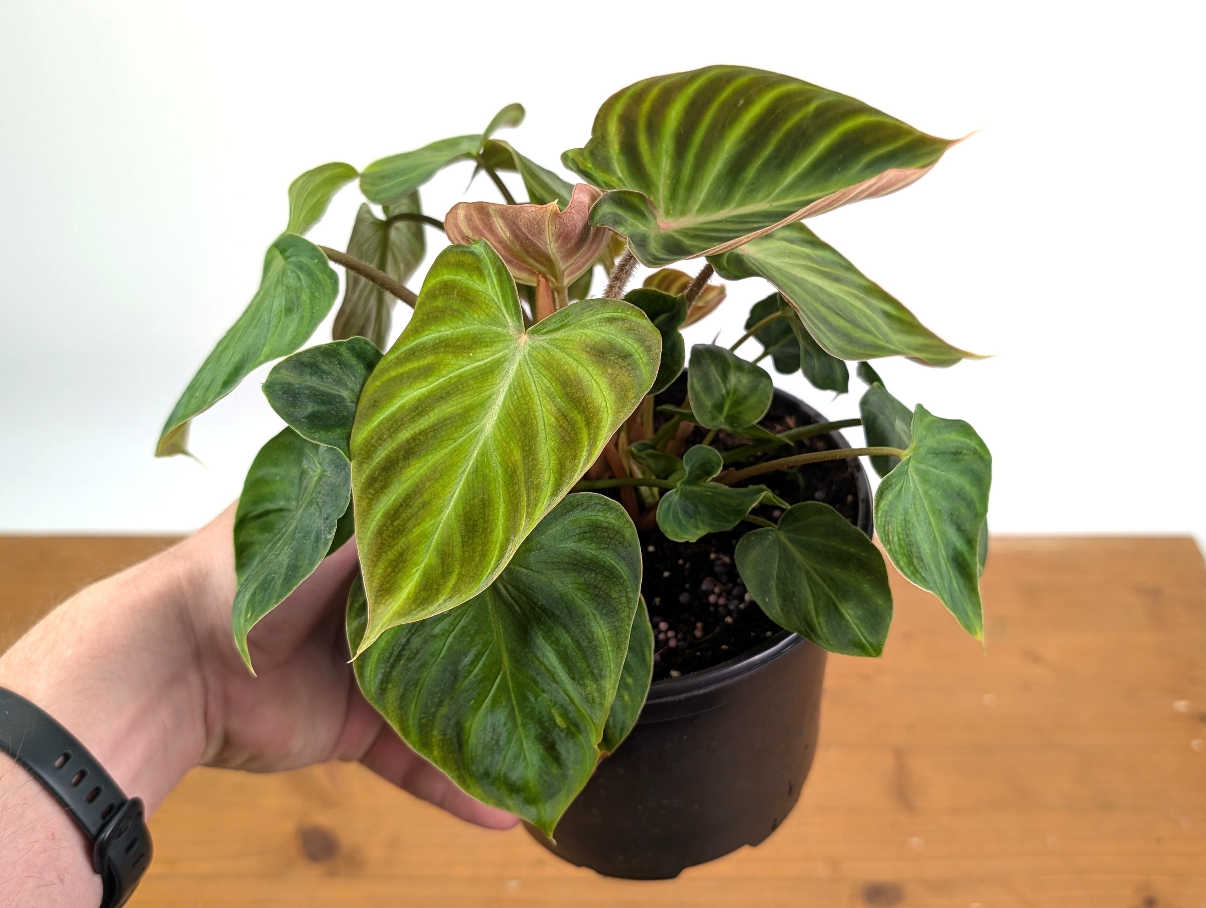 Philodendron Verrucosum