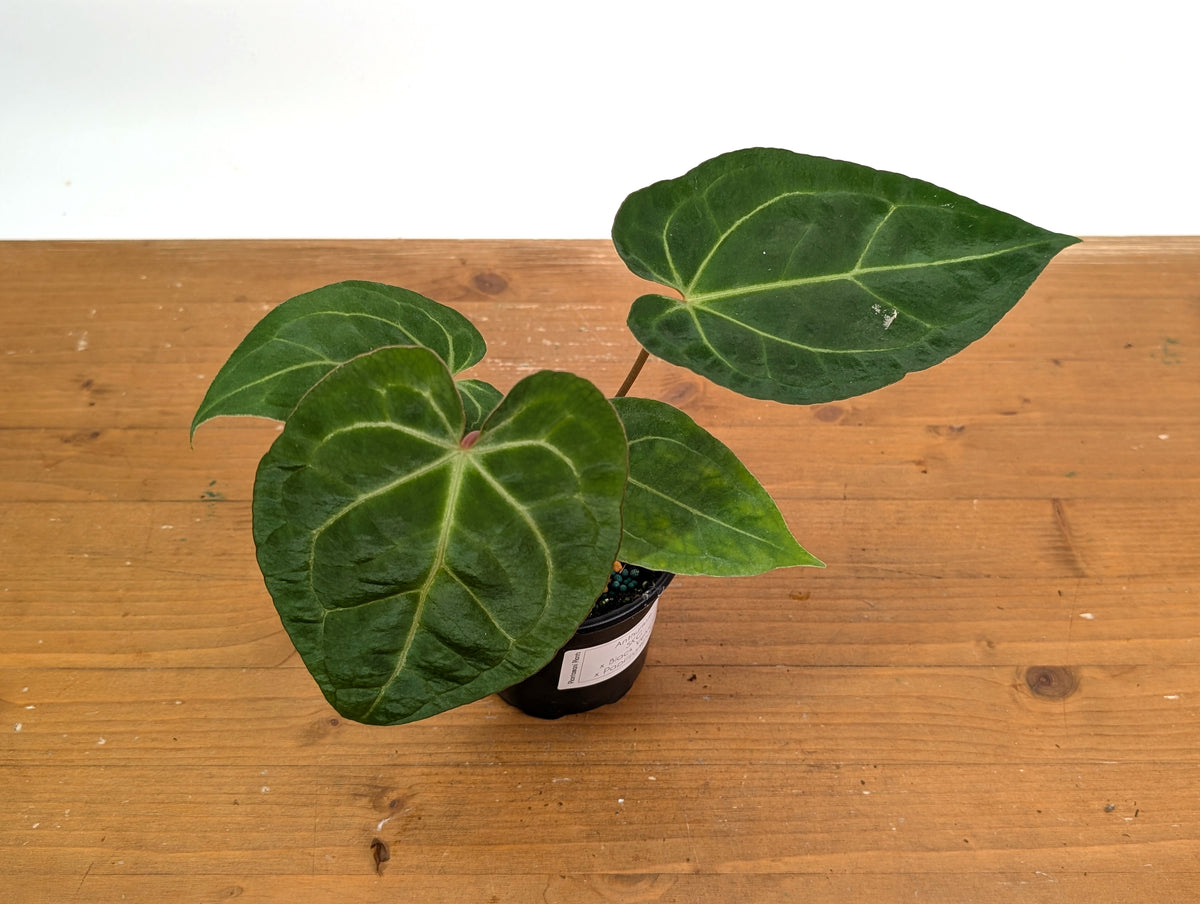 Anthurium SKG x Black Velvet x Papillilaminum
