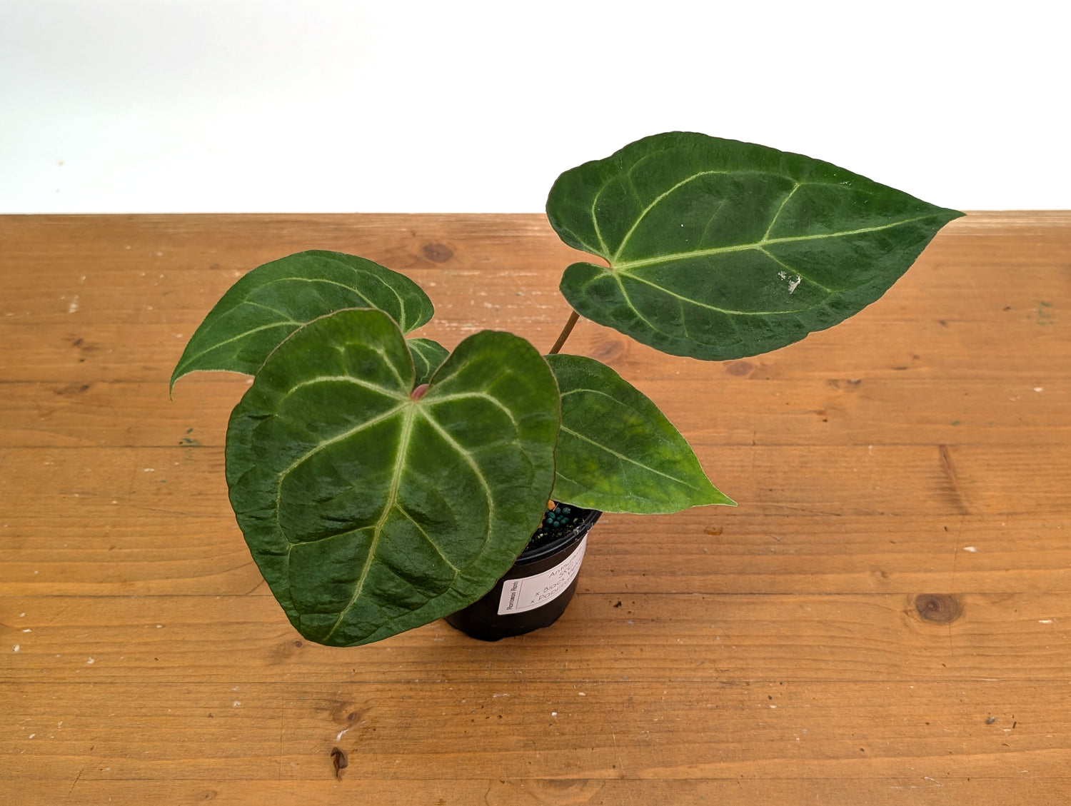Anthurium SKG x Black Velvet x Papillilaminum