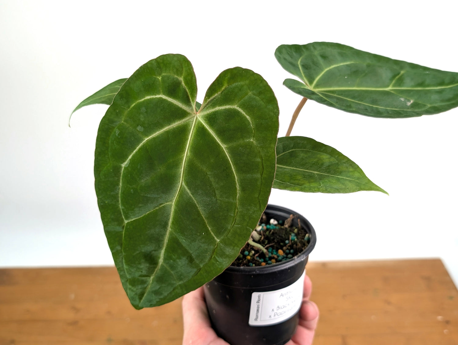 Anthurium SKG x Black Velvet x Papillilaminum