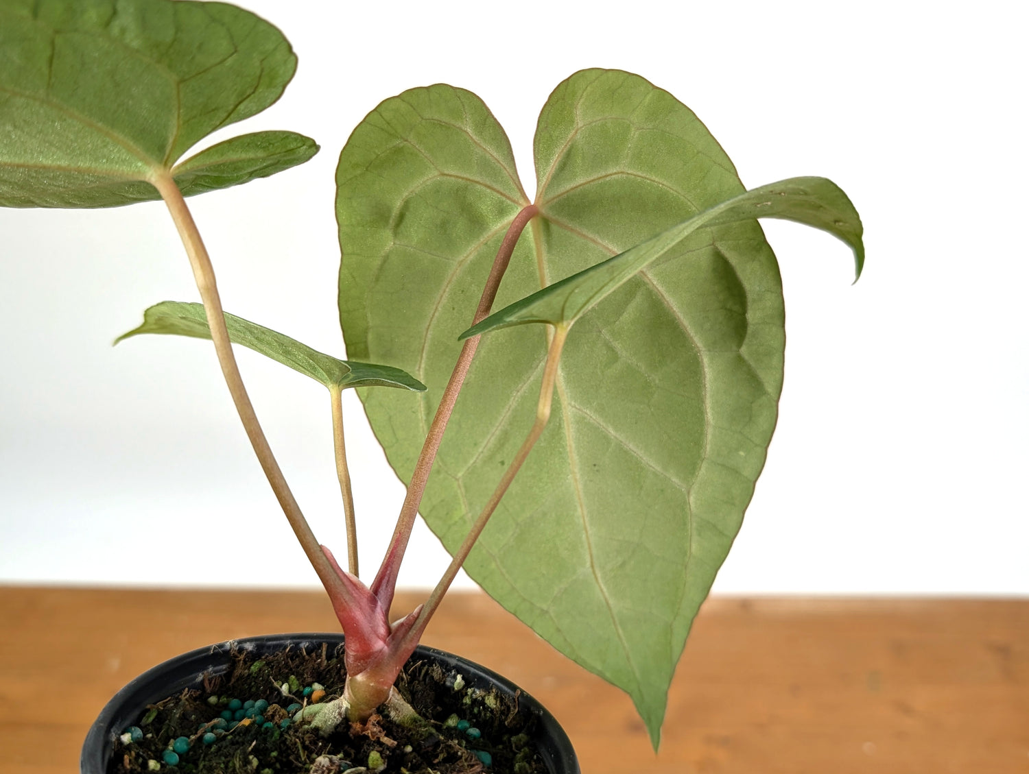 Anthurium SKG x Black Velvet x Papillilaminum