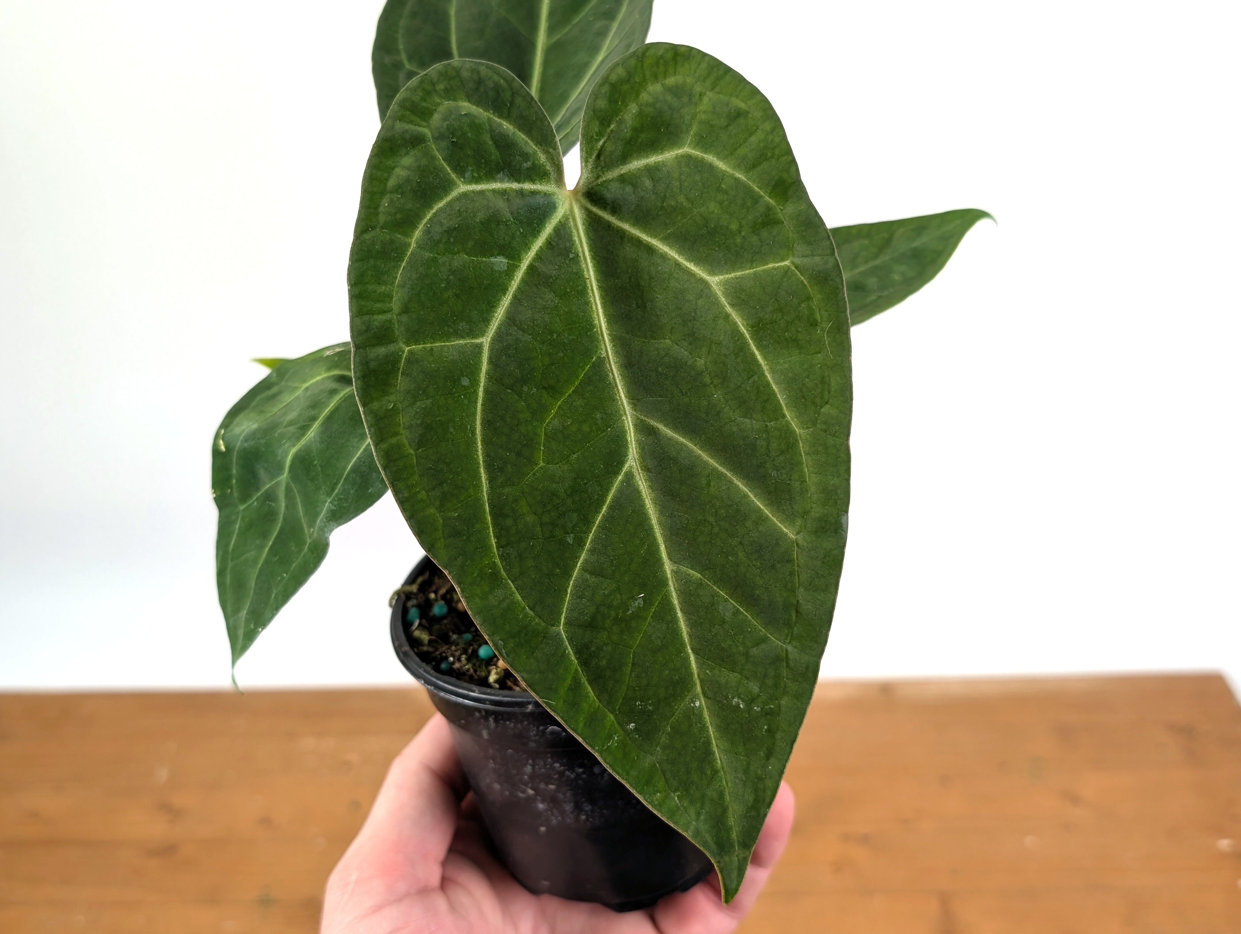 anthurium nega Anthurium SKG x Black Velvet