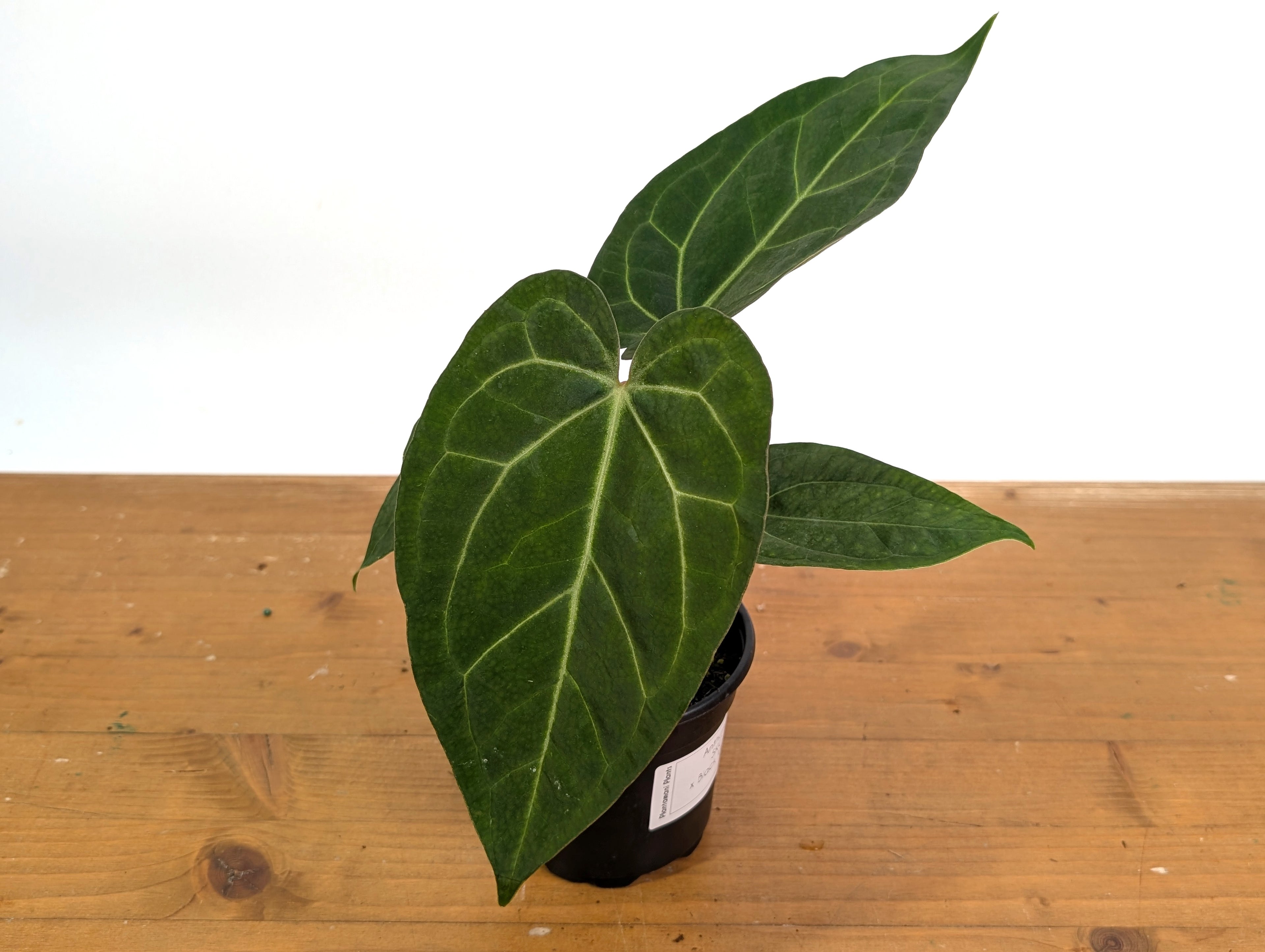 Anthurium SKG x Black Velvet