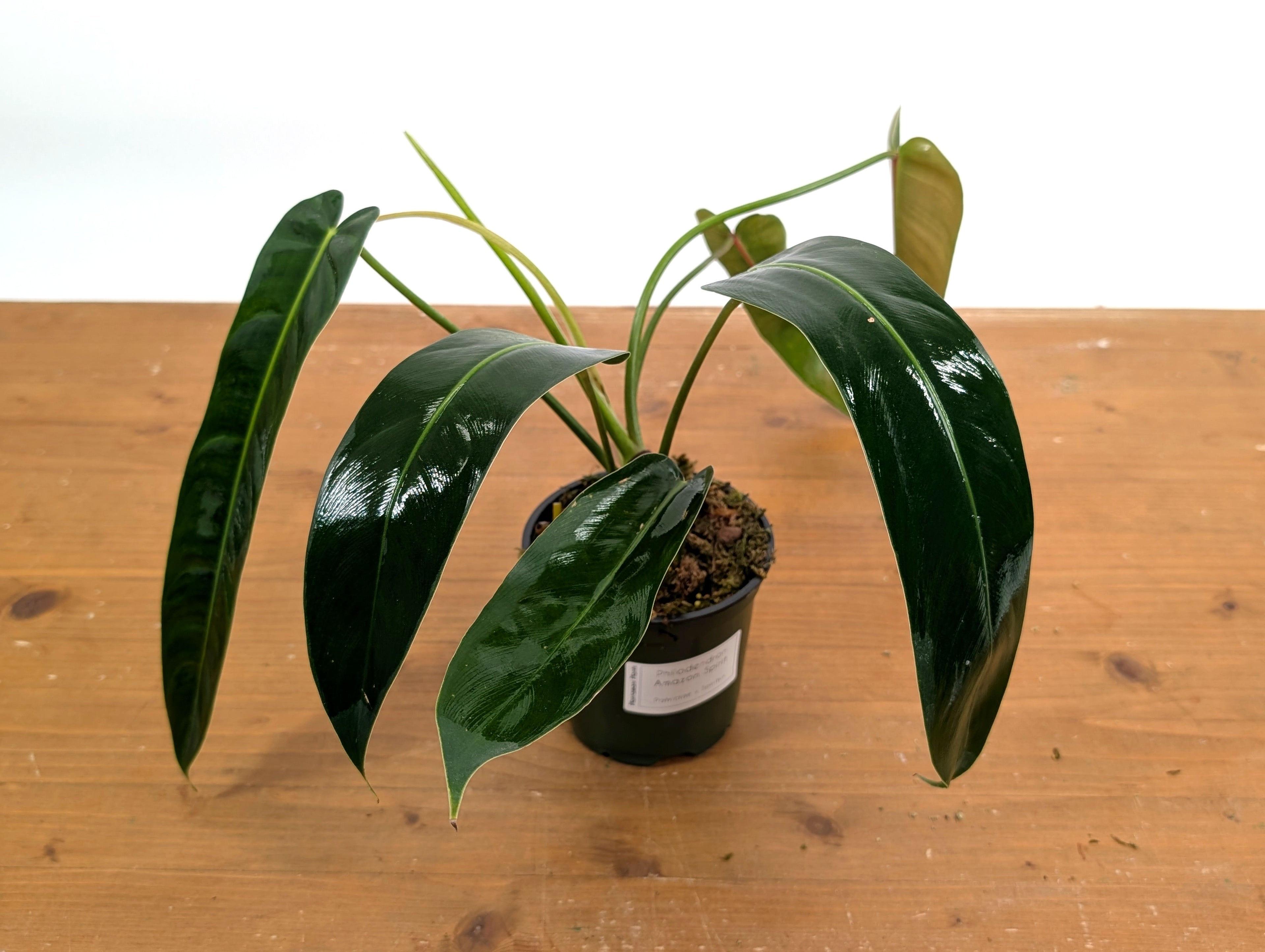 Philodendron Amazon Spirit (Patriciae x Spiritus Sancti)
