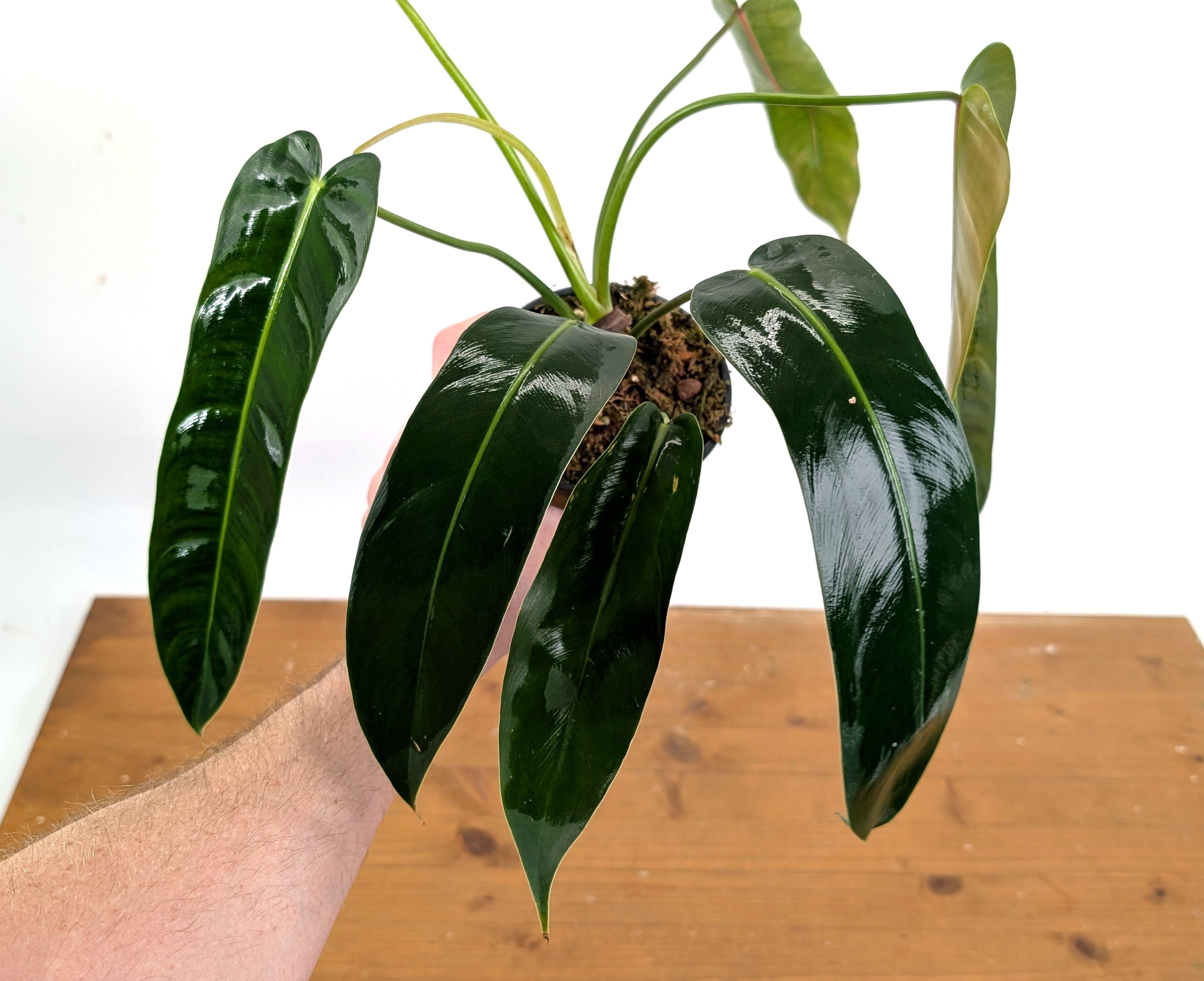 philodendron spiritus sancti vs billietiae Philodendron Amazon Spirit – Plantamani Plants