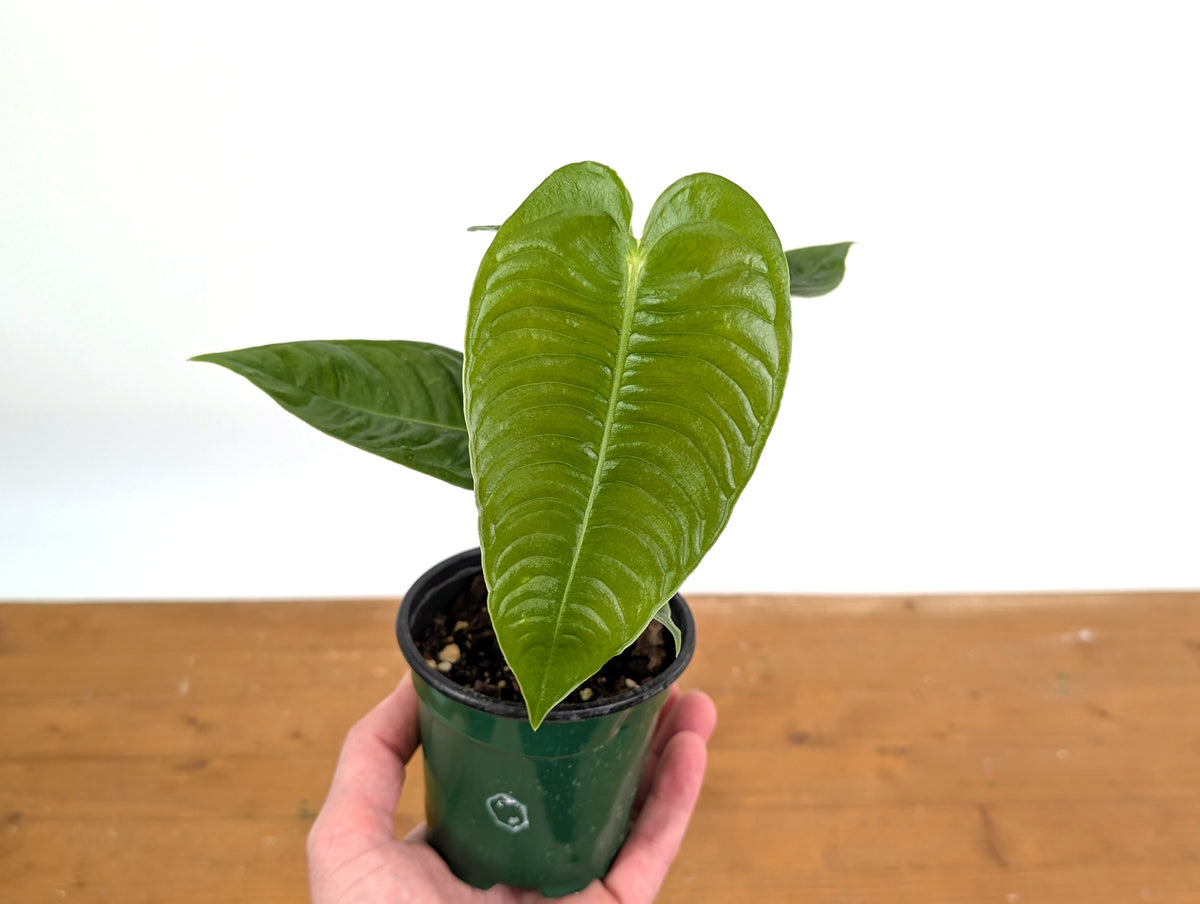 Anthurium Veitchii 'King' Narrow