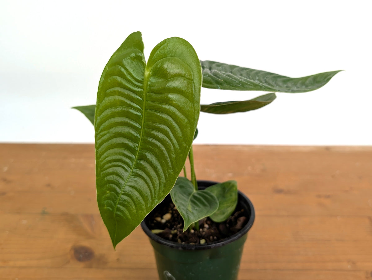 Anthurium Veitchii 'King' Narrow