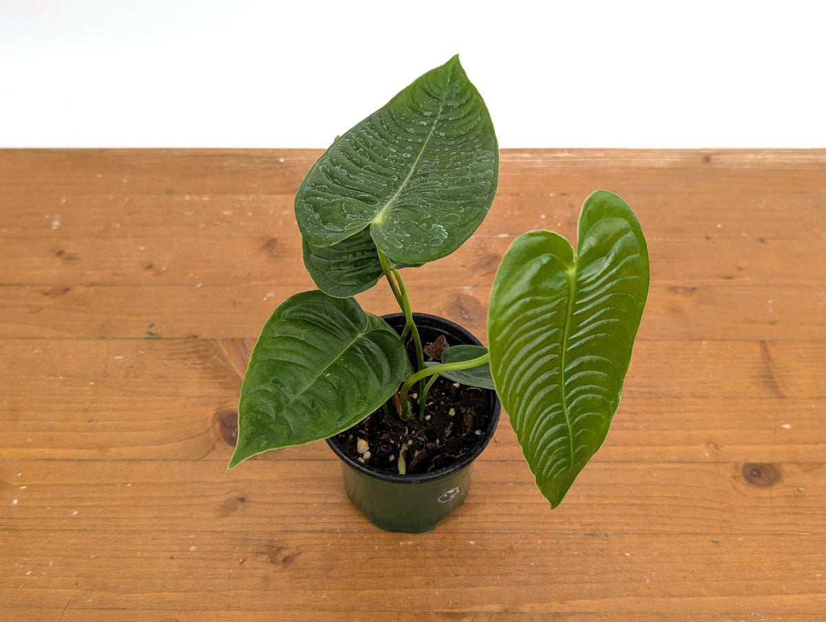 Anthurium Veitchii 'King' Narrow