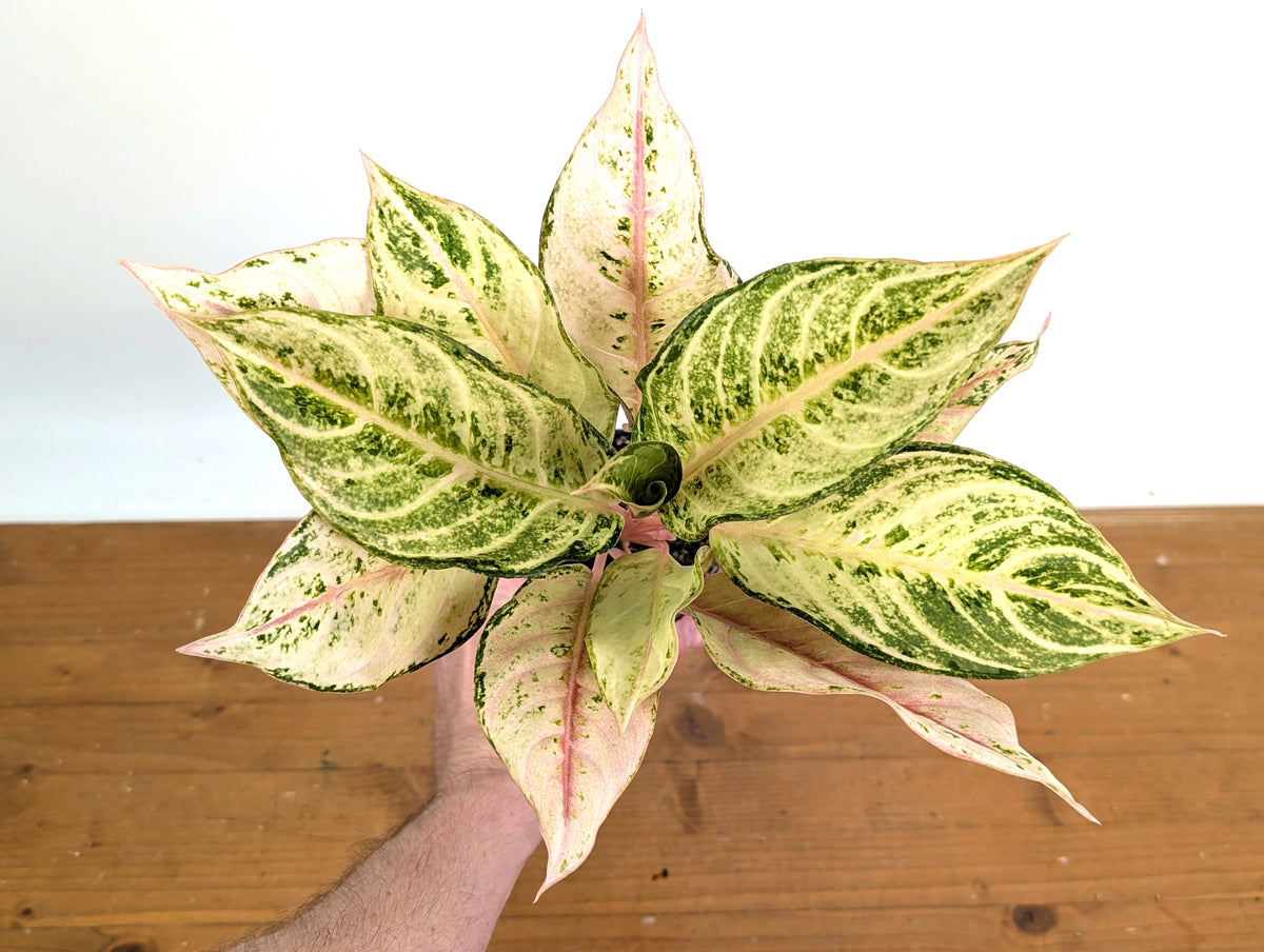 Aglaonema Lucky