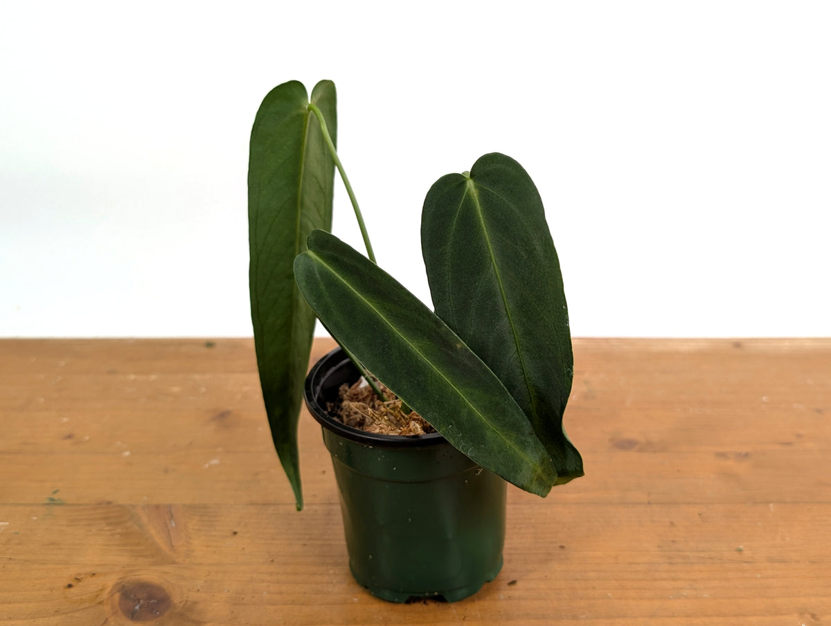Anthurium Warocqueanum Esmeralda 'Dark Queen'