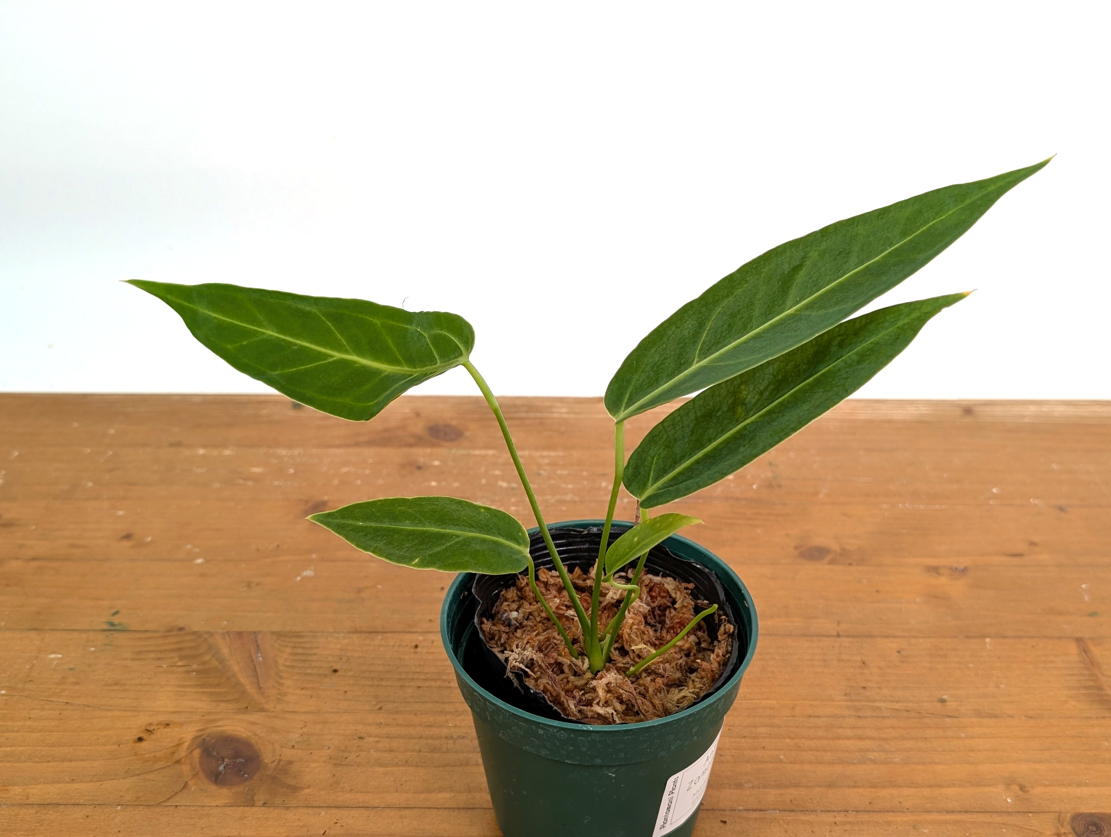 Anthurium Zamora Queen (marmoratum 2 x warocqueanum)