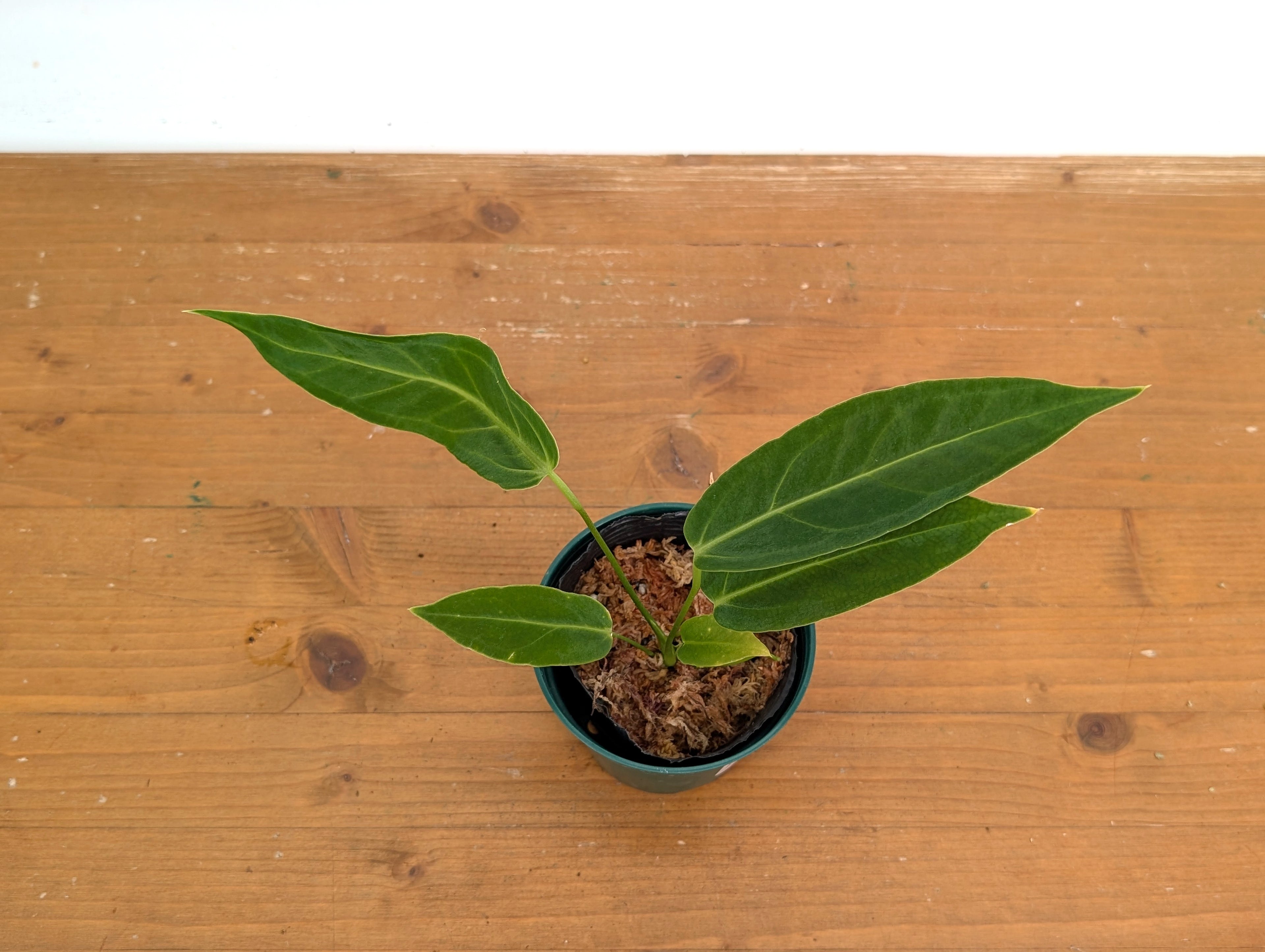 Anthurium Zamora Queen (marmoratum 2 x warocqueanum)