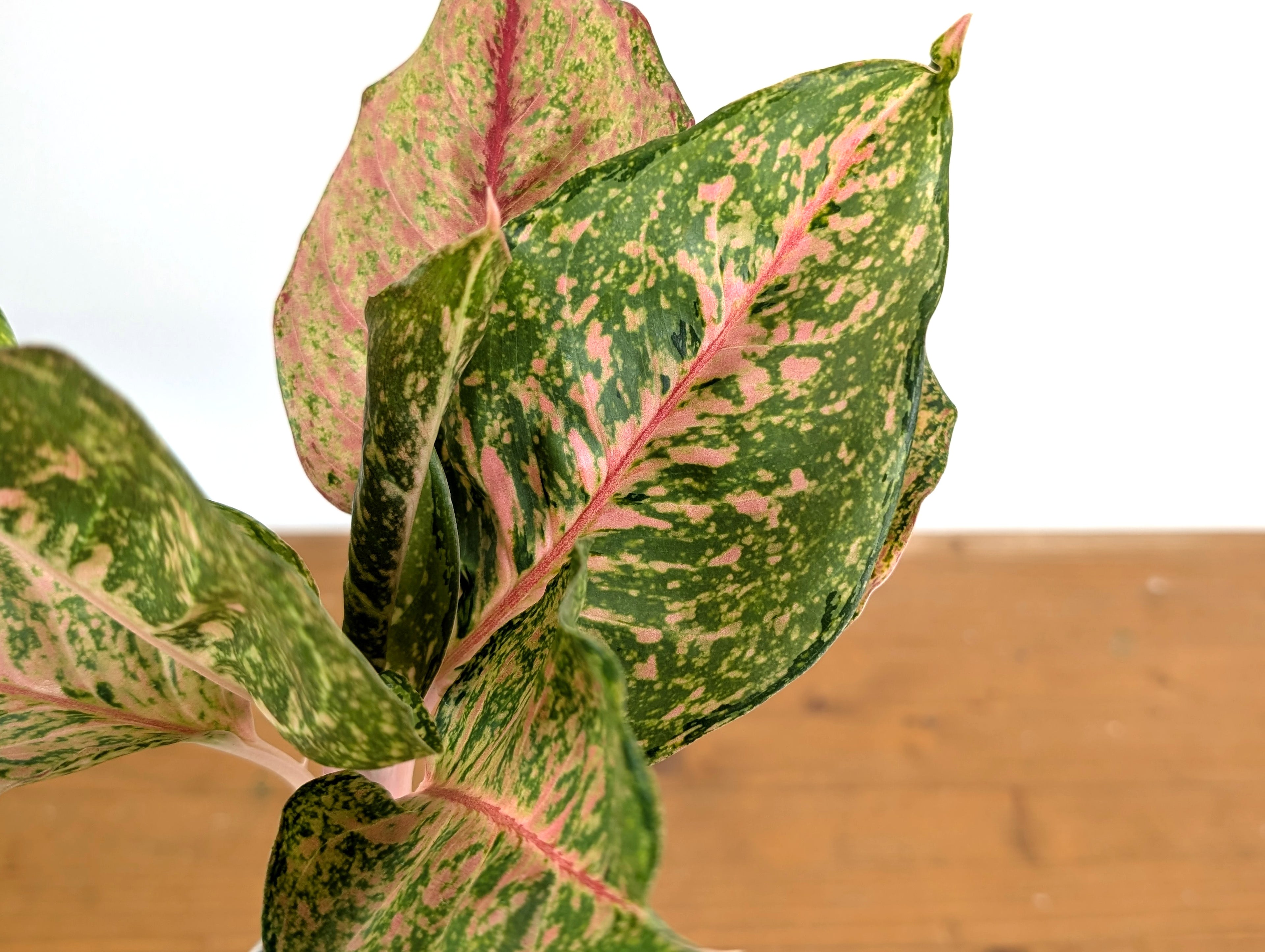Aglaonema Fortune