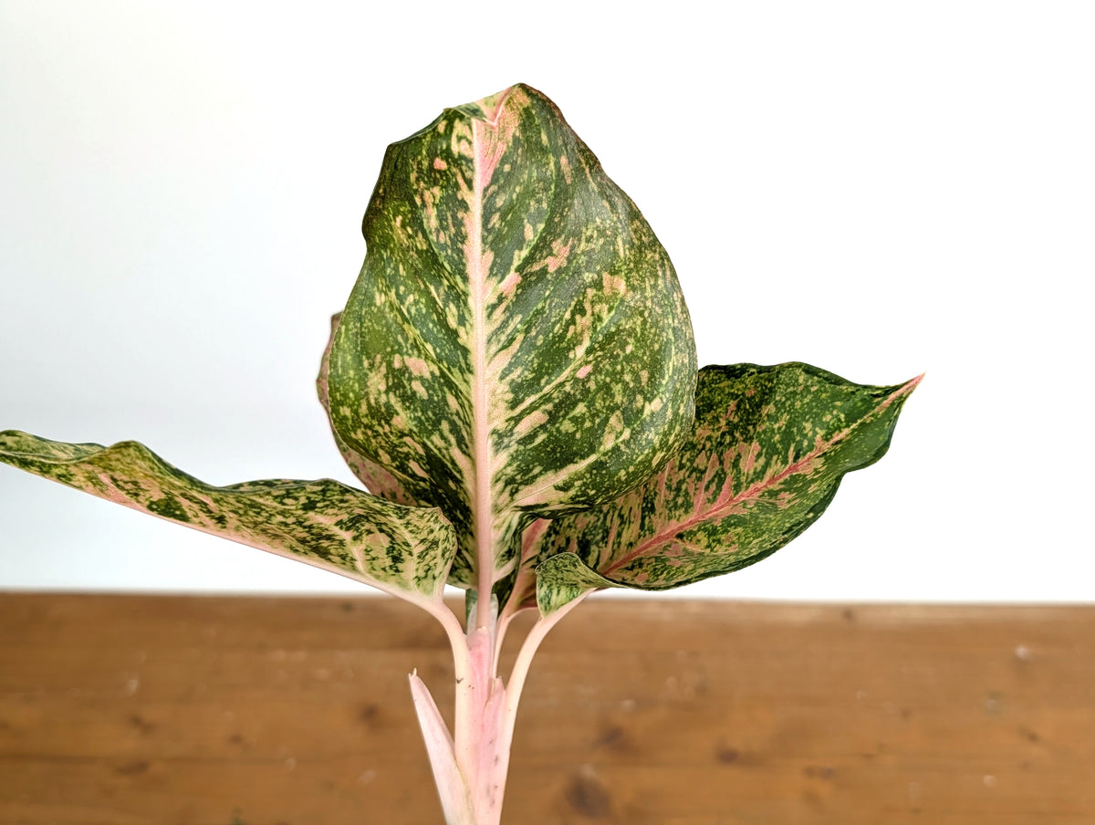 Aglaonema Fortune