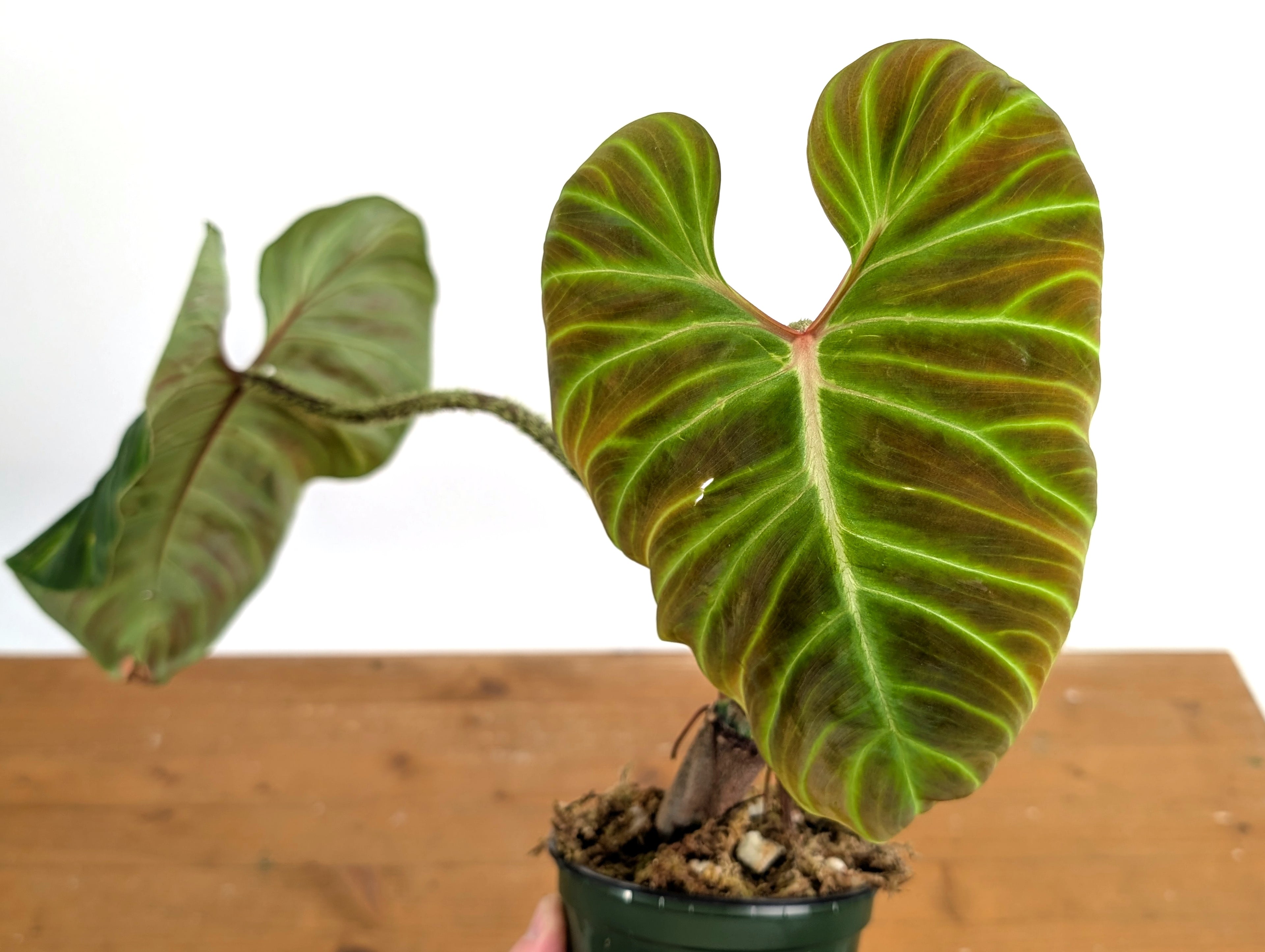 Philodendron Verrucosum &