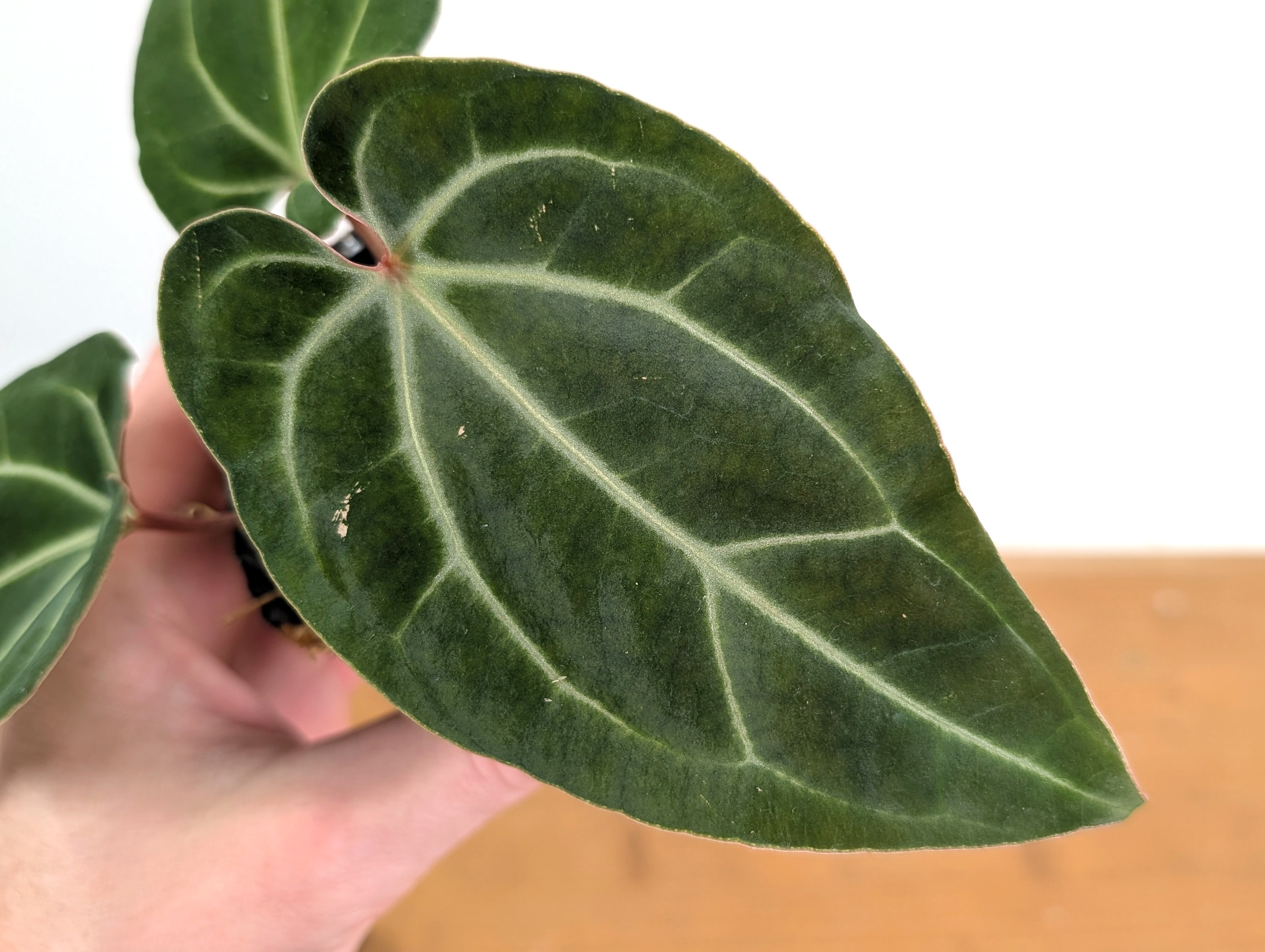 Anthurium Besseae