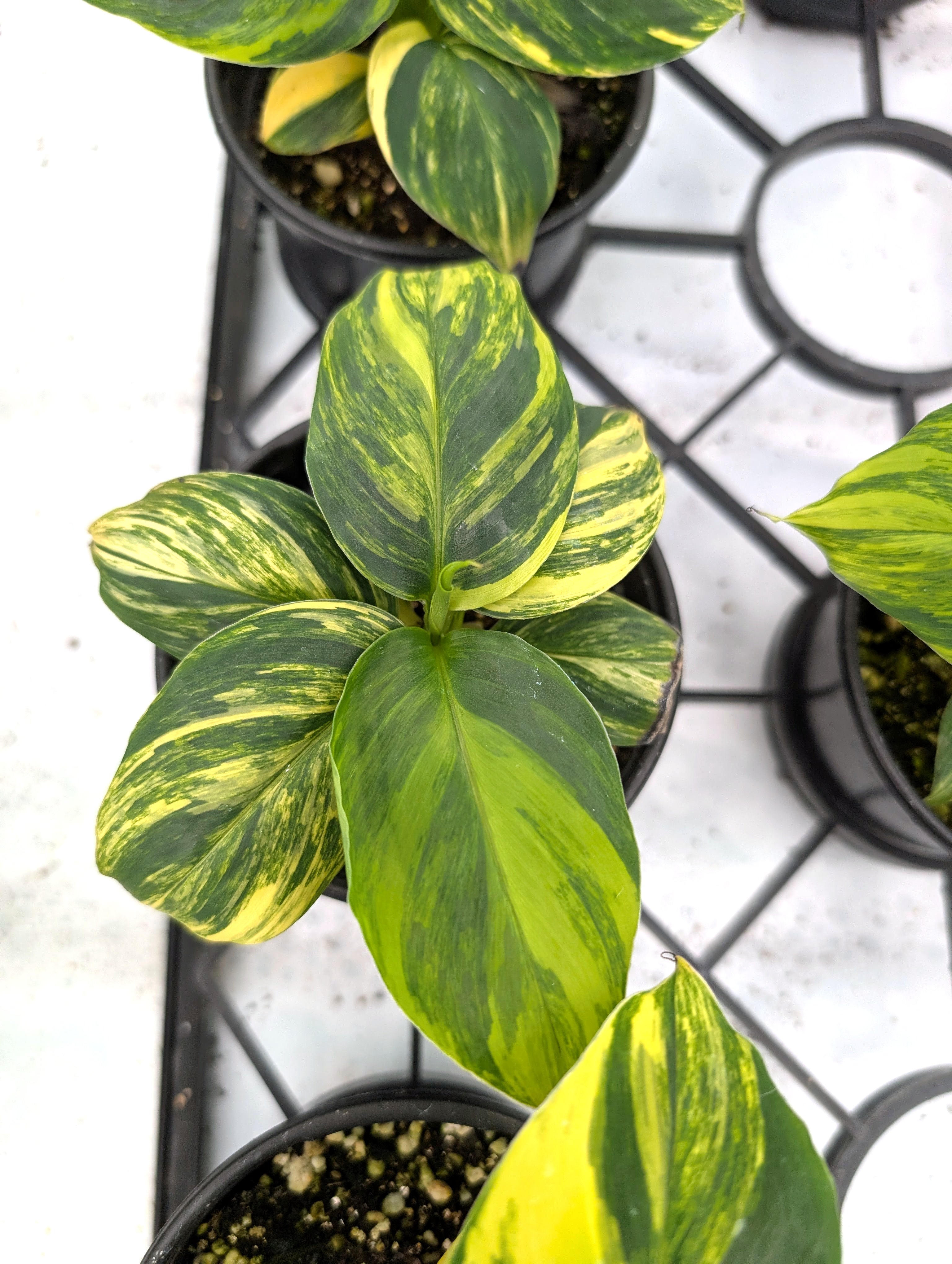 Musa Cavendish Dwarf Variegated Banana Tree