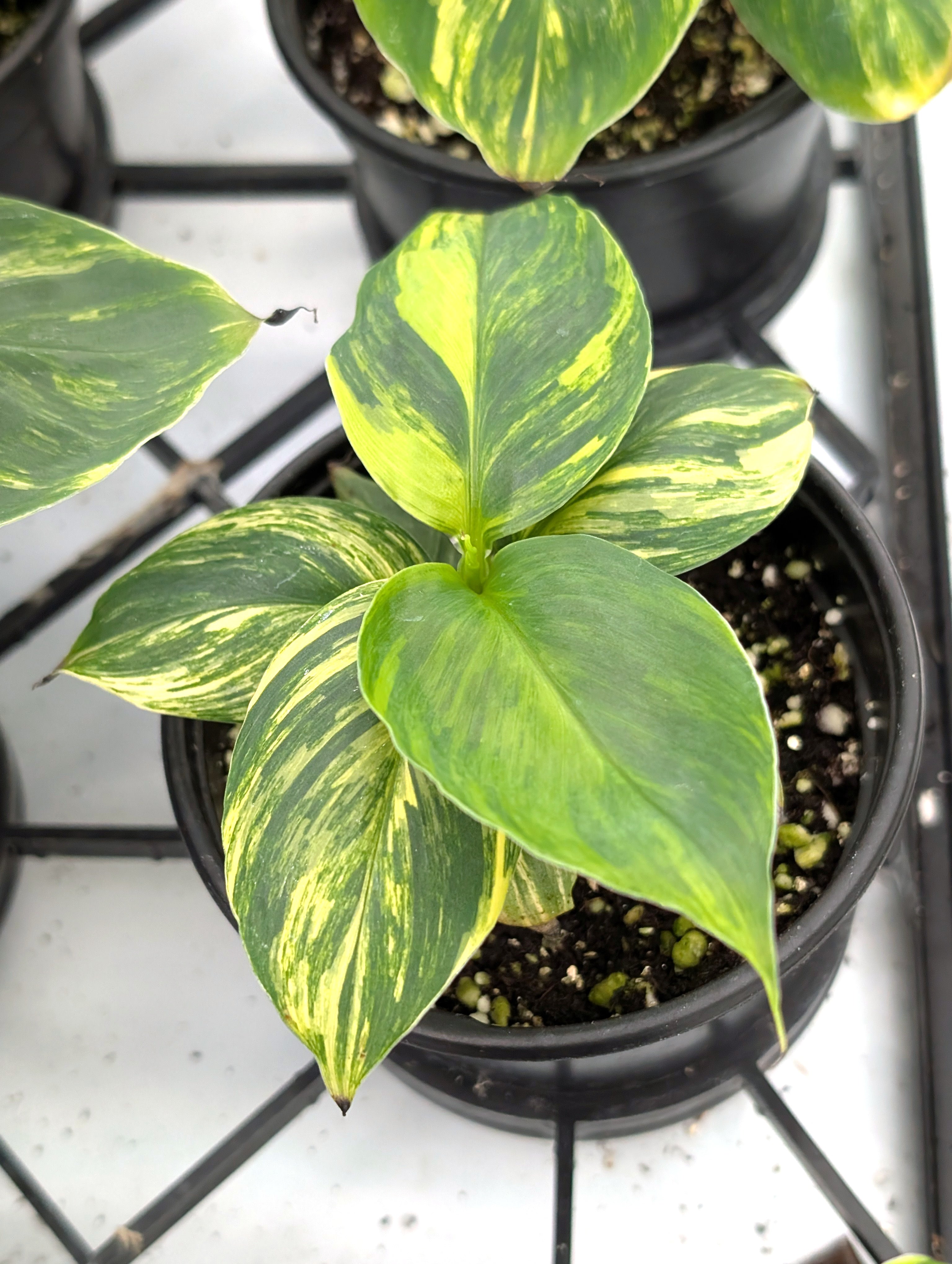 Musa Cavendish Dwarf Variegated Banana Tree