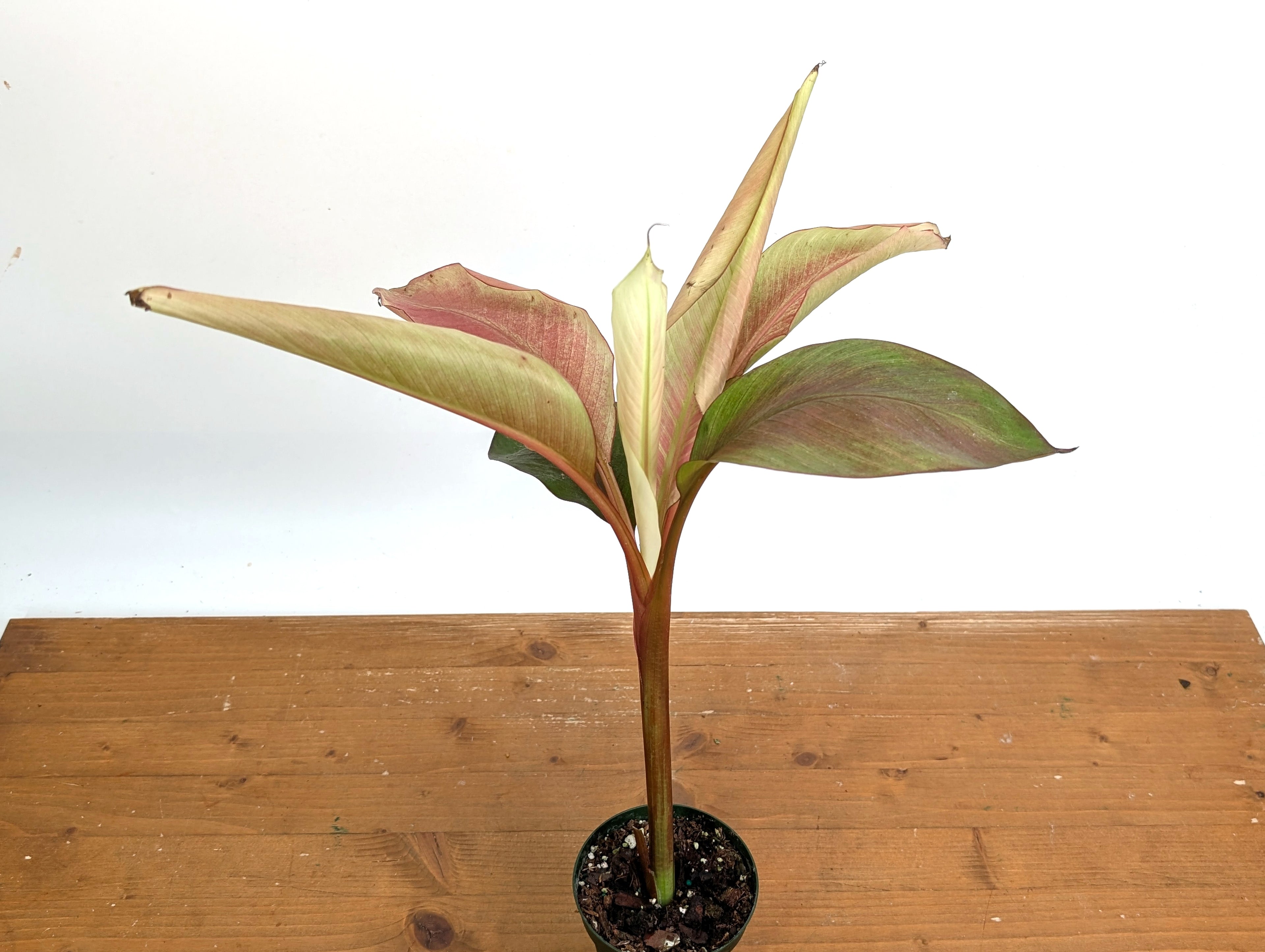 Musa Nono Pink White Variegated Banana Tree - Exact Plant