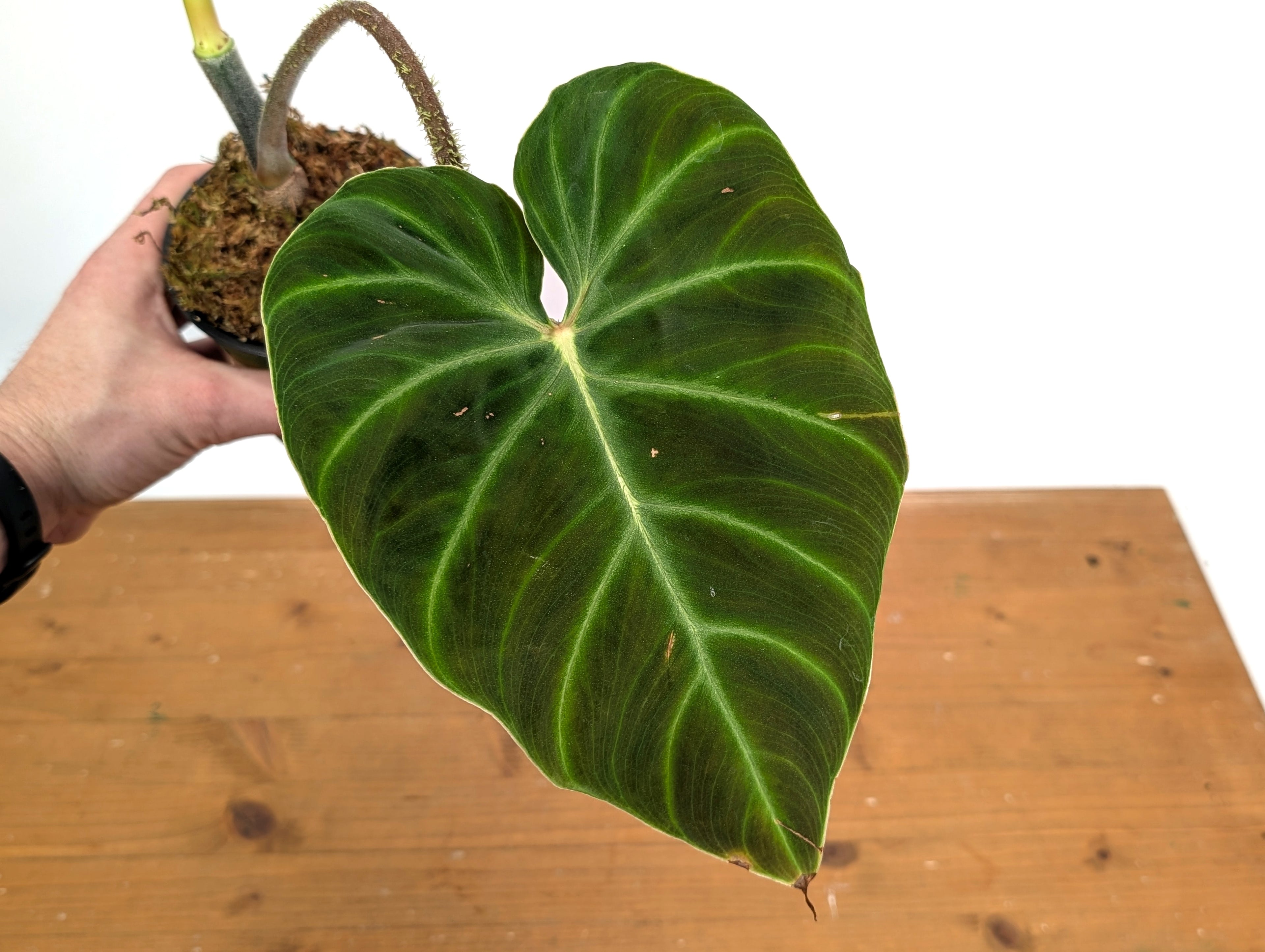 Philodendron Verrucosum &