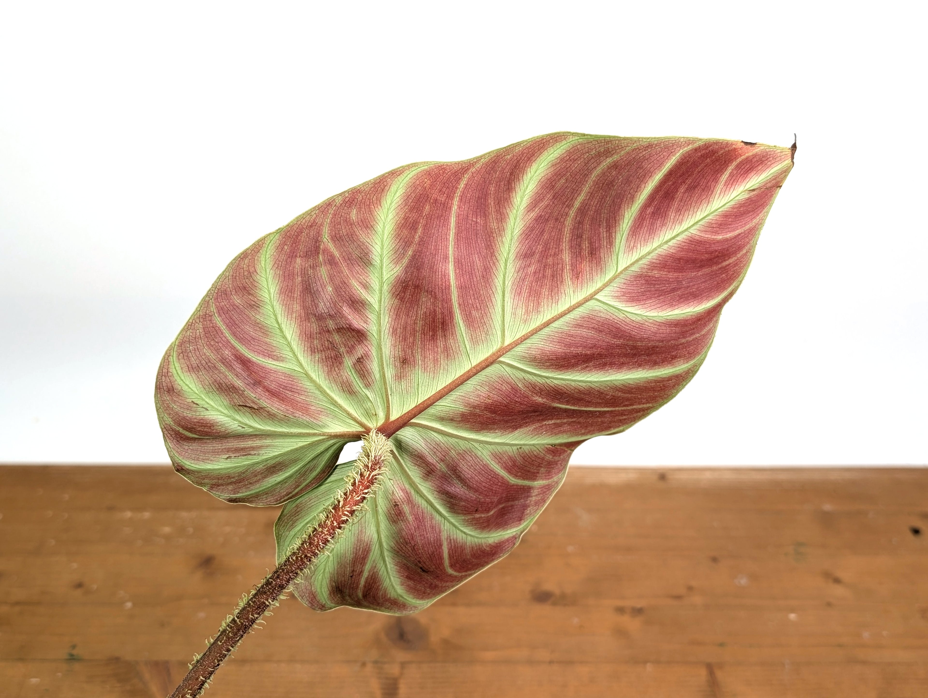 Philodendron Verrucosum &