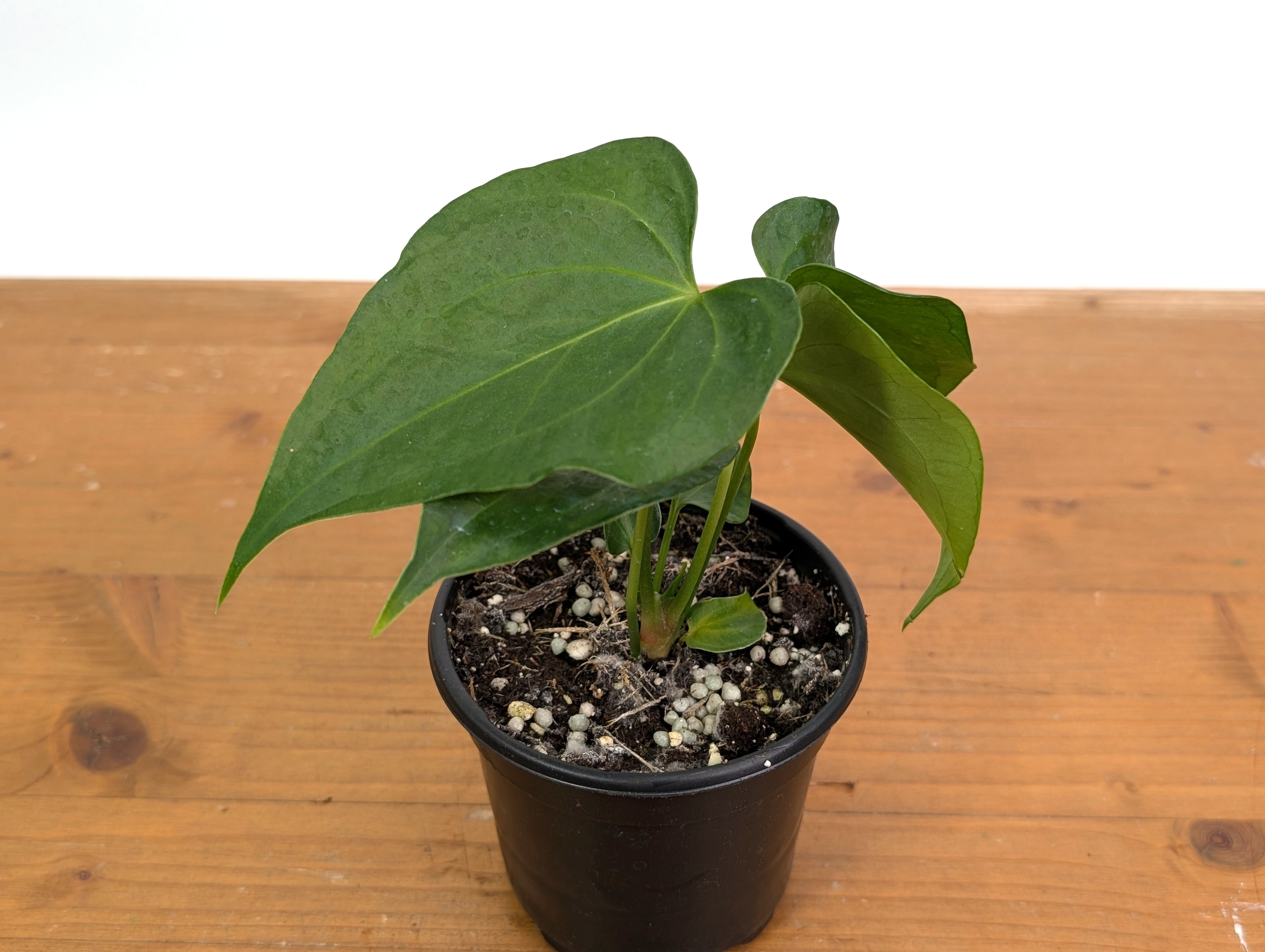 Anthurium Delta Force