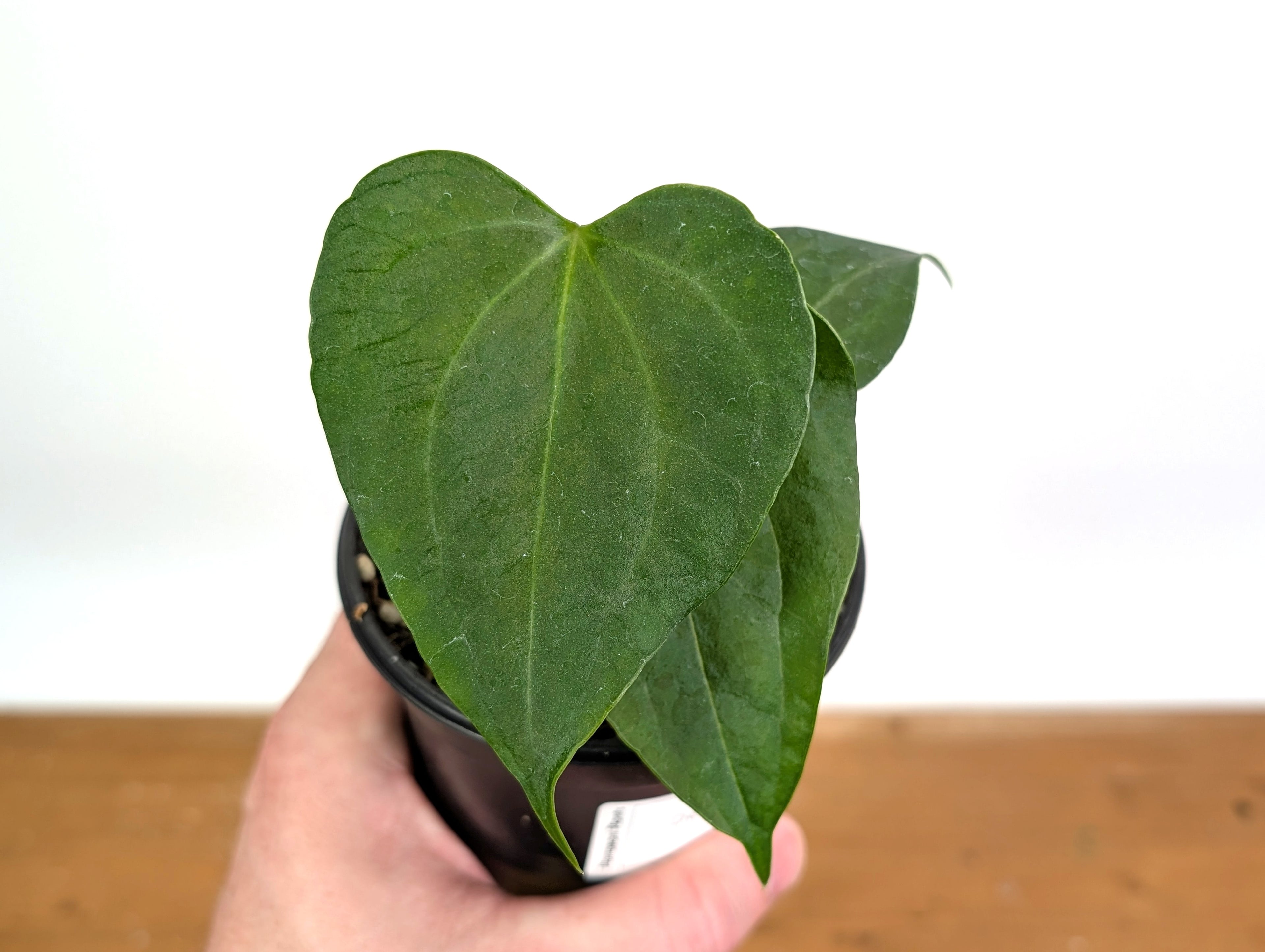 Anthurium Delta Force