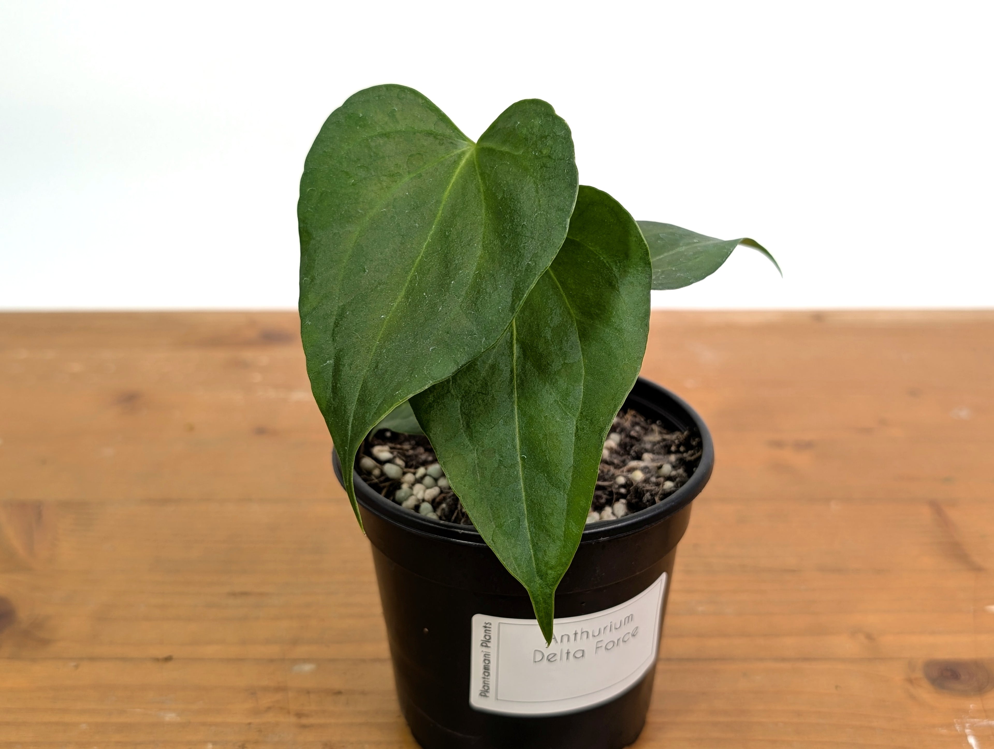 Anthurium Delta Force