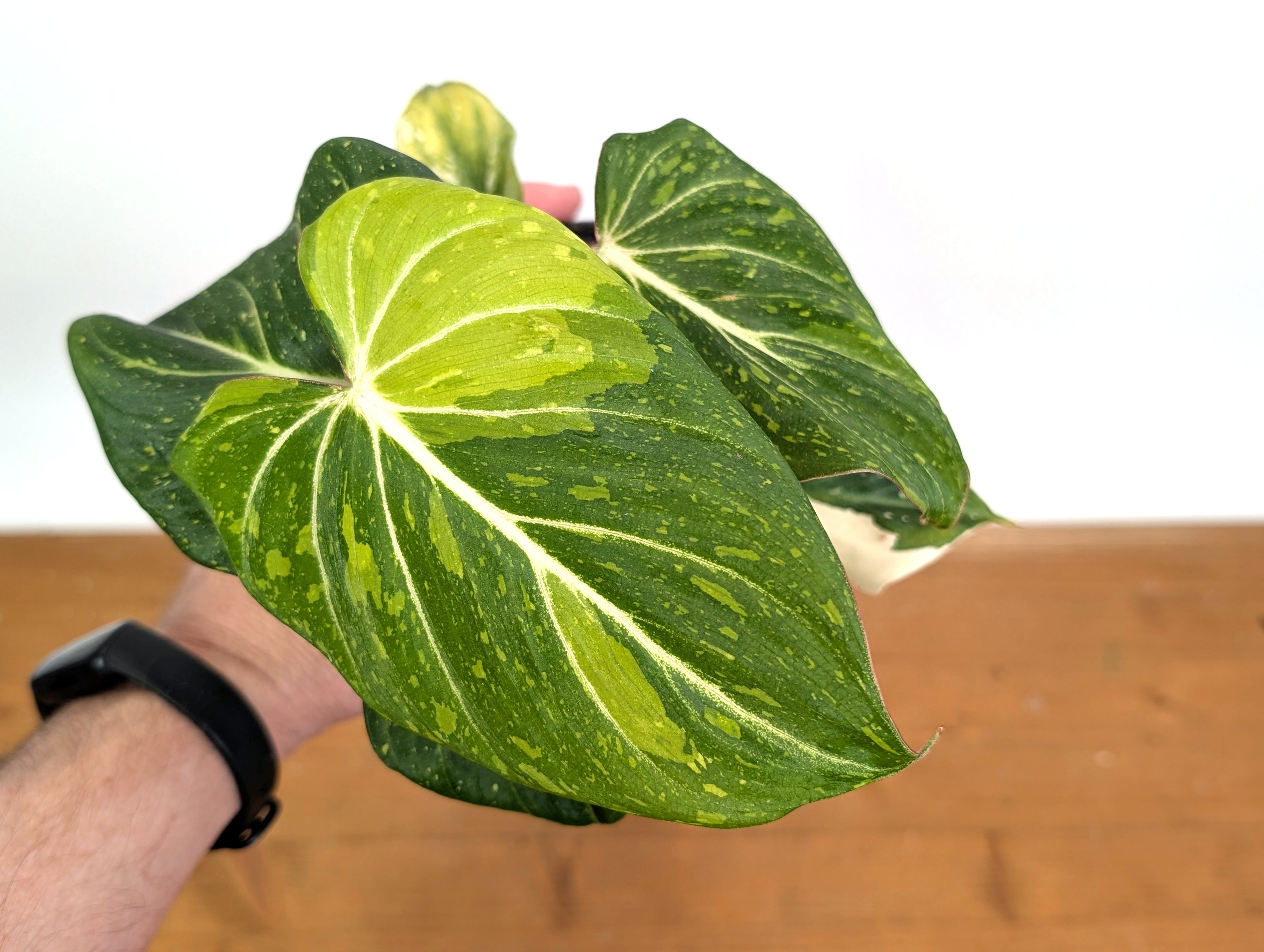 Philodendron Gloriosum Variegated - EXACT Plant