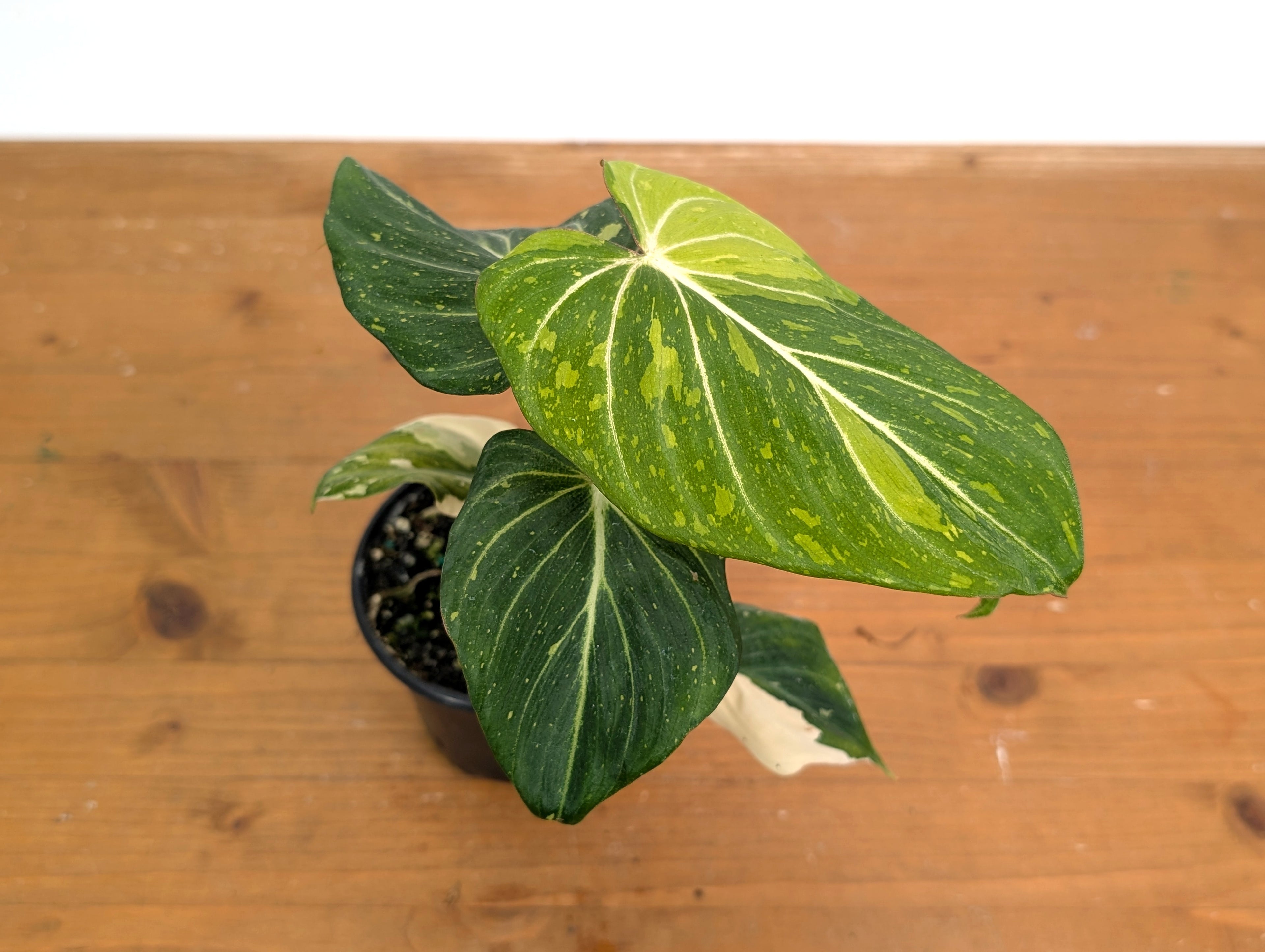 Philodendron Gloriosum Variegated - EXACT Plant