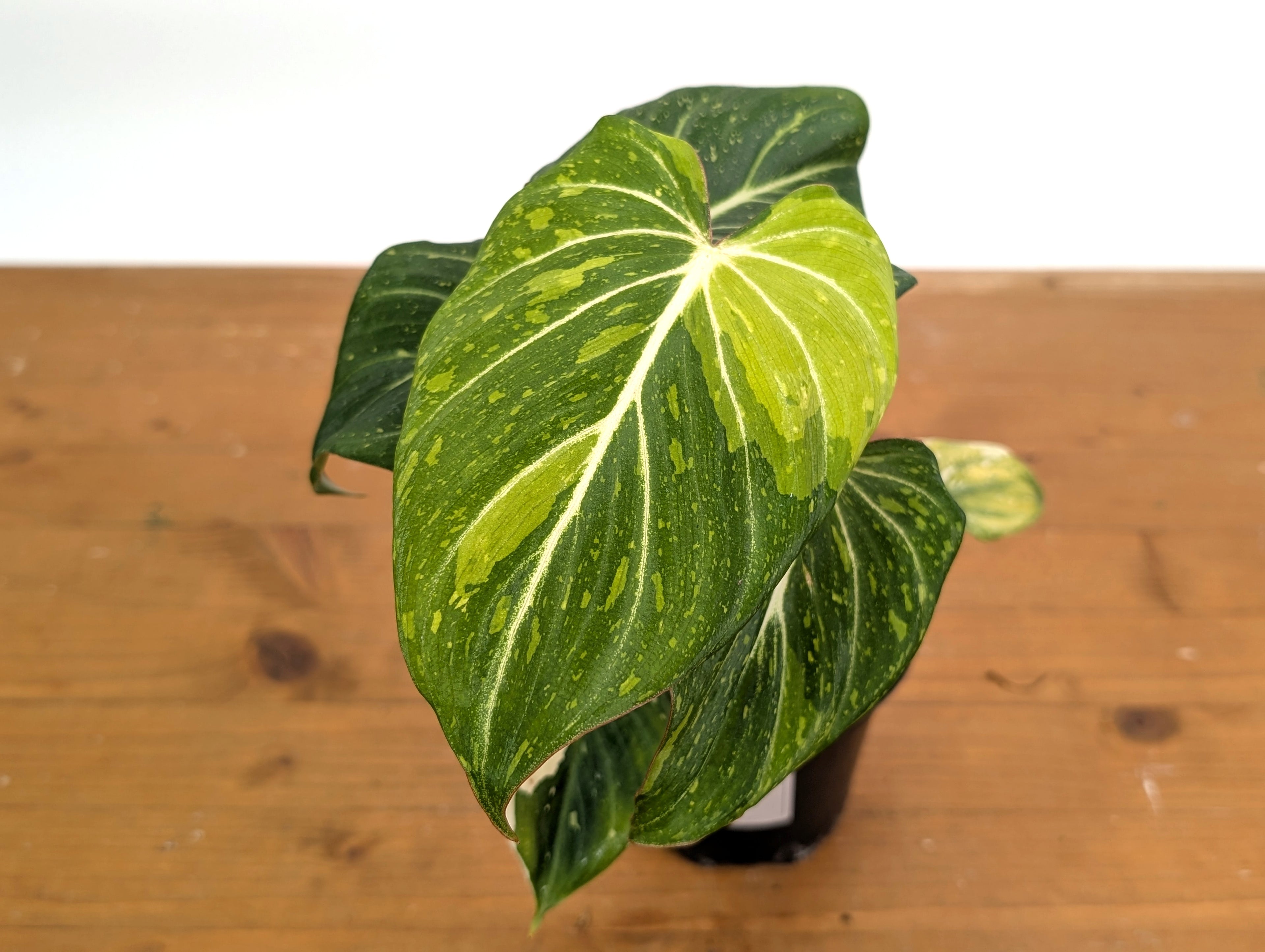 Philodendron Gloriosum Variegated - EXACT Plant