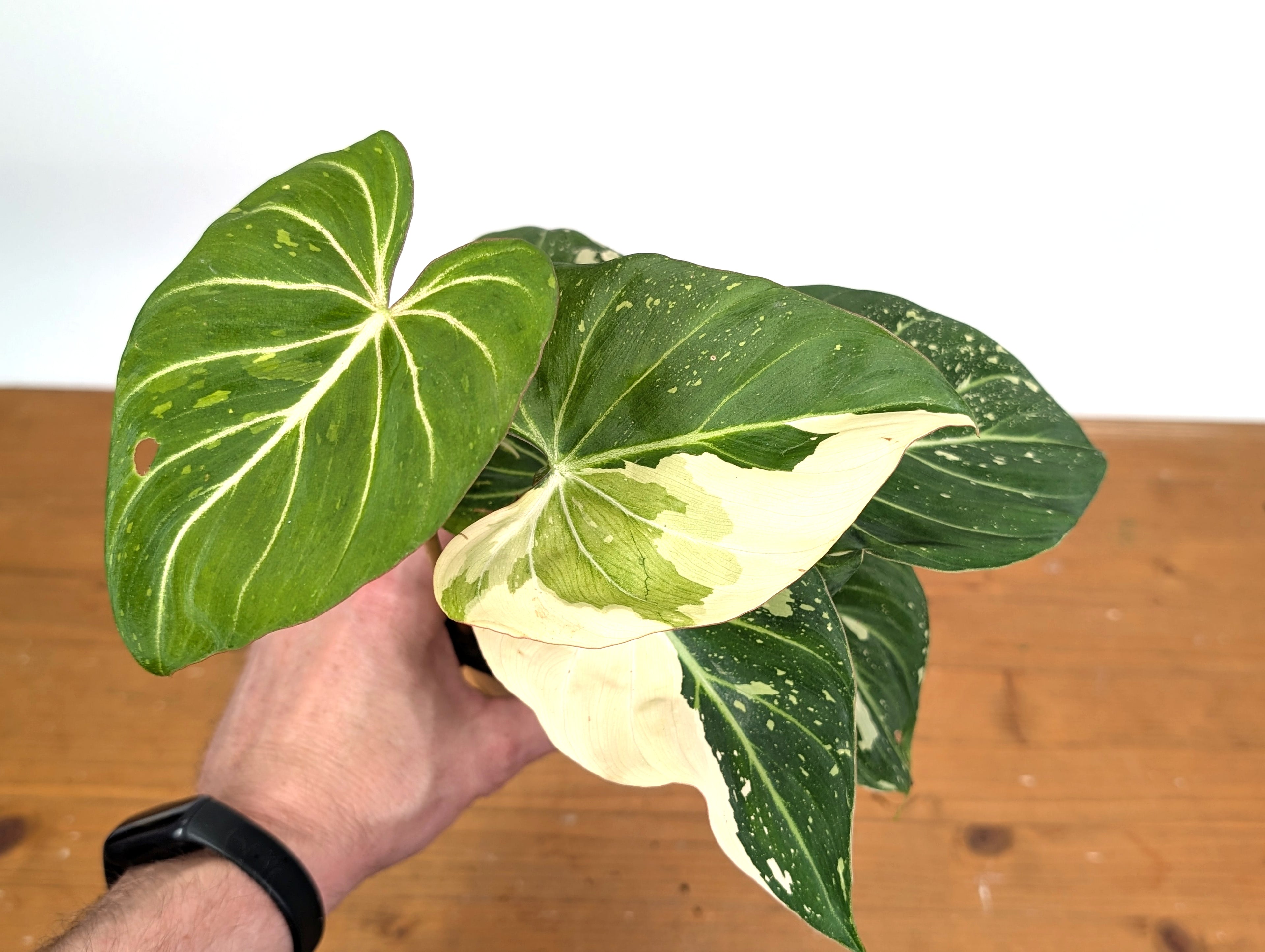 Philodendron Gloriosum Variegated - EXACT Plant