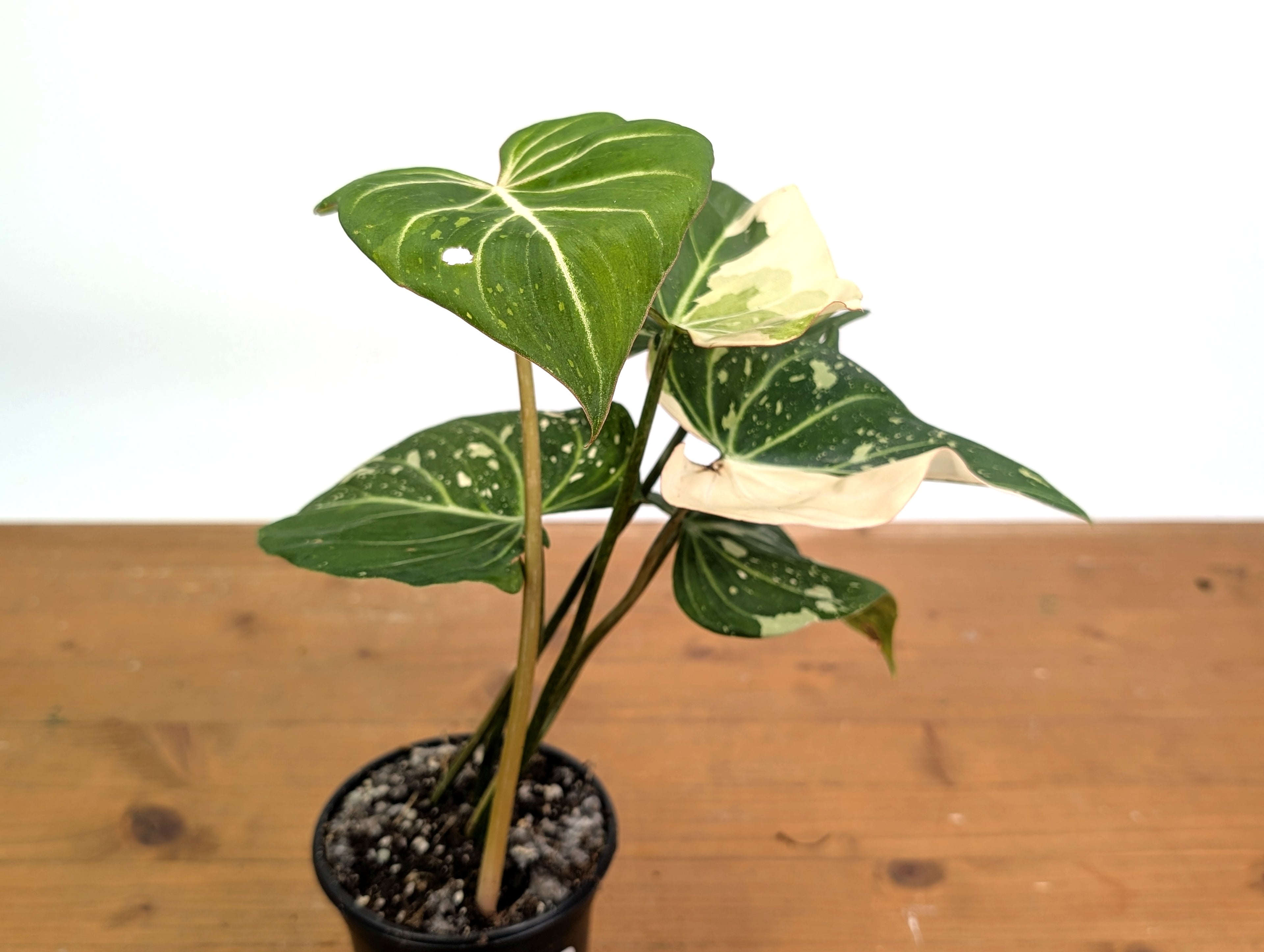 Philodendron Gloriosum Variegated - EXACT Plant
